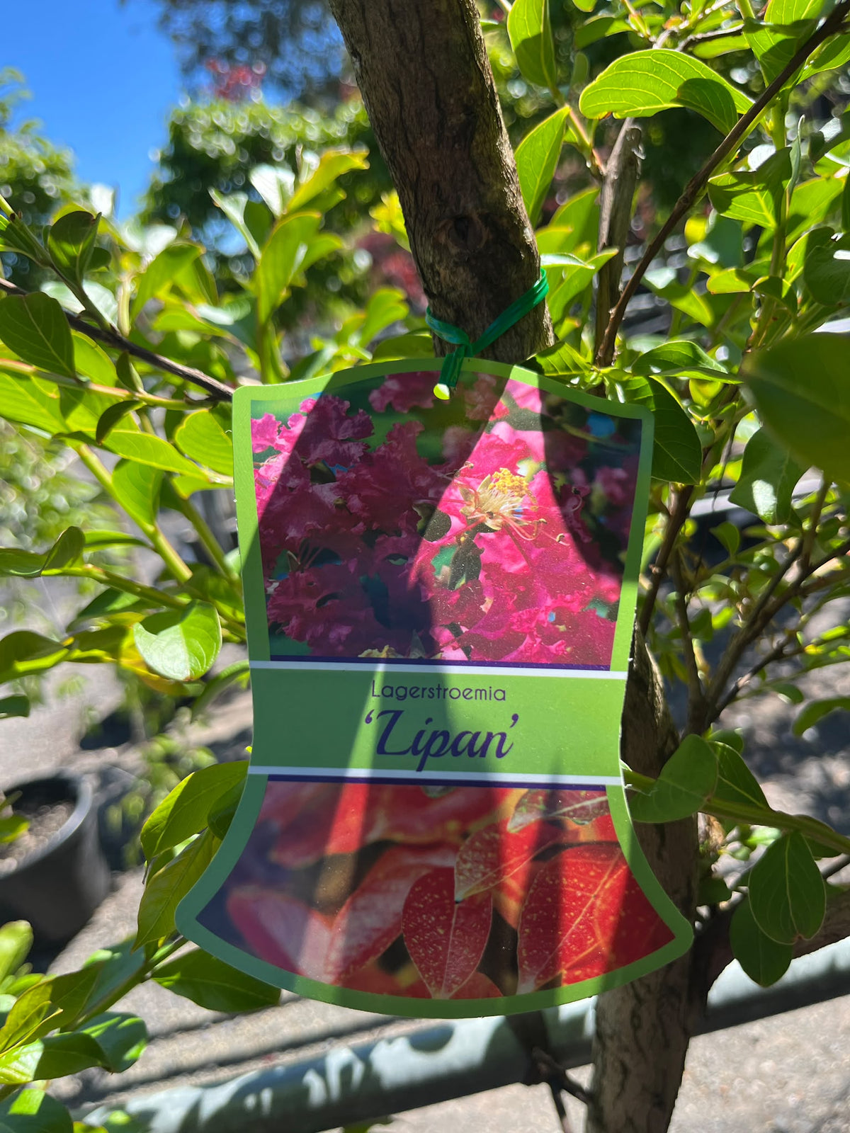 PL0160 Purple Crepe Myrtle, Lagerstroemia indica fauriei Lipan, 紫花紫薇, 50 cm Pot