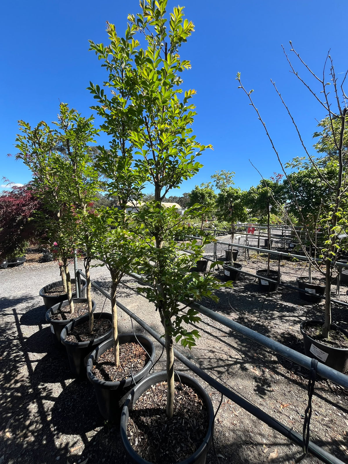 PL0160 Purple Crepe Myrtle, Lagerstroemia indica fauriei Lipan, 紫花紫薇, 50 cm Pot