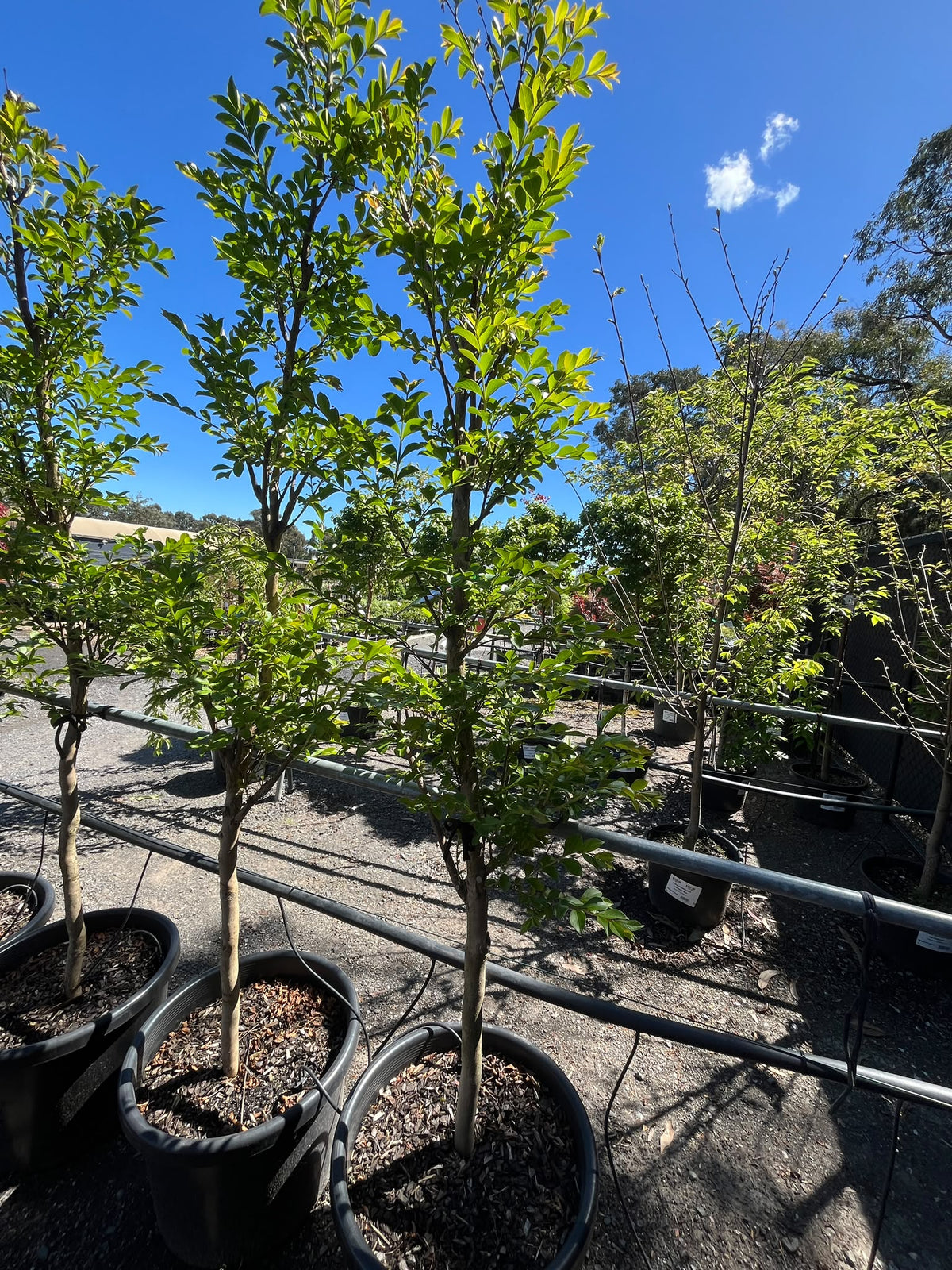PL0160 Purple Crepe Myrtle, Lagerstroemia indica fauriei Lipan, 紫花紫薇, 50 cm Pot