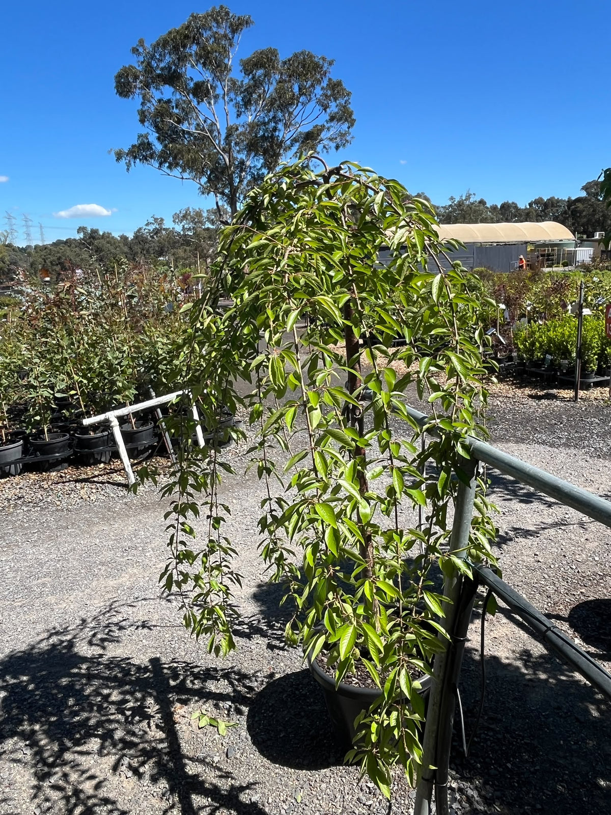 PL0161 Pink Weeping Flowering Cherry, Higan Cherry, Rosebud Cherry, Prunus subhirtella Pendula Rosea, 粉花垂枝樱, 40 cm 4Ft Standard Pot