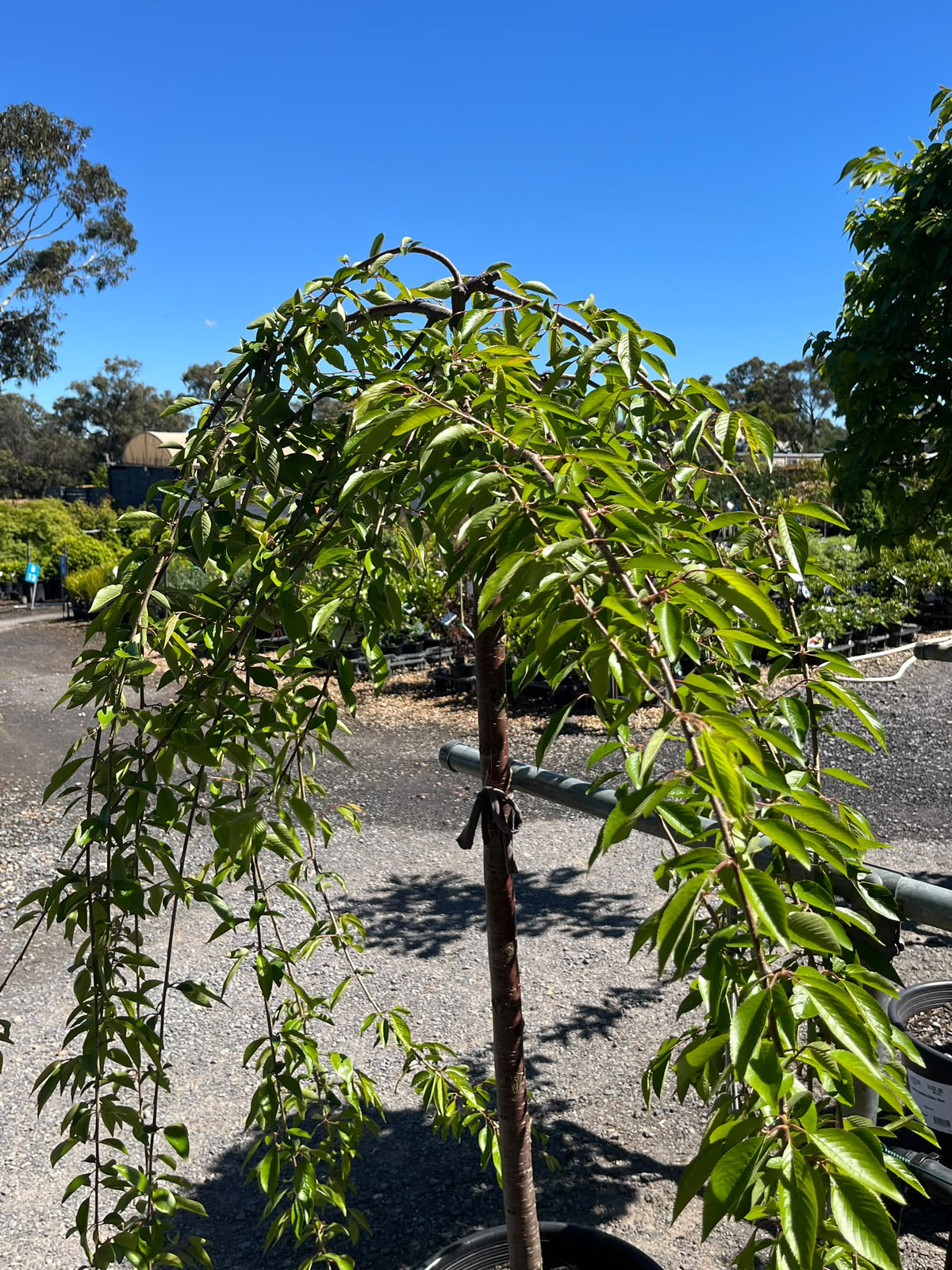PL0161 Pink Weeping Flowering Cherry, Higan Cherry, Rosebud Cherry, Prunus subhirtella Pendula Rosea, 粉花垂枝樱, 40 cm 4Ft Standard Pot