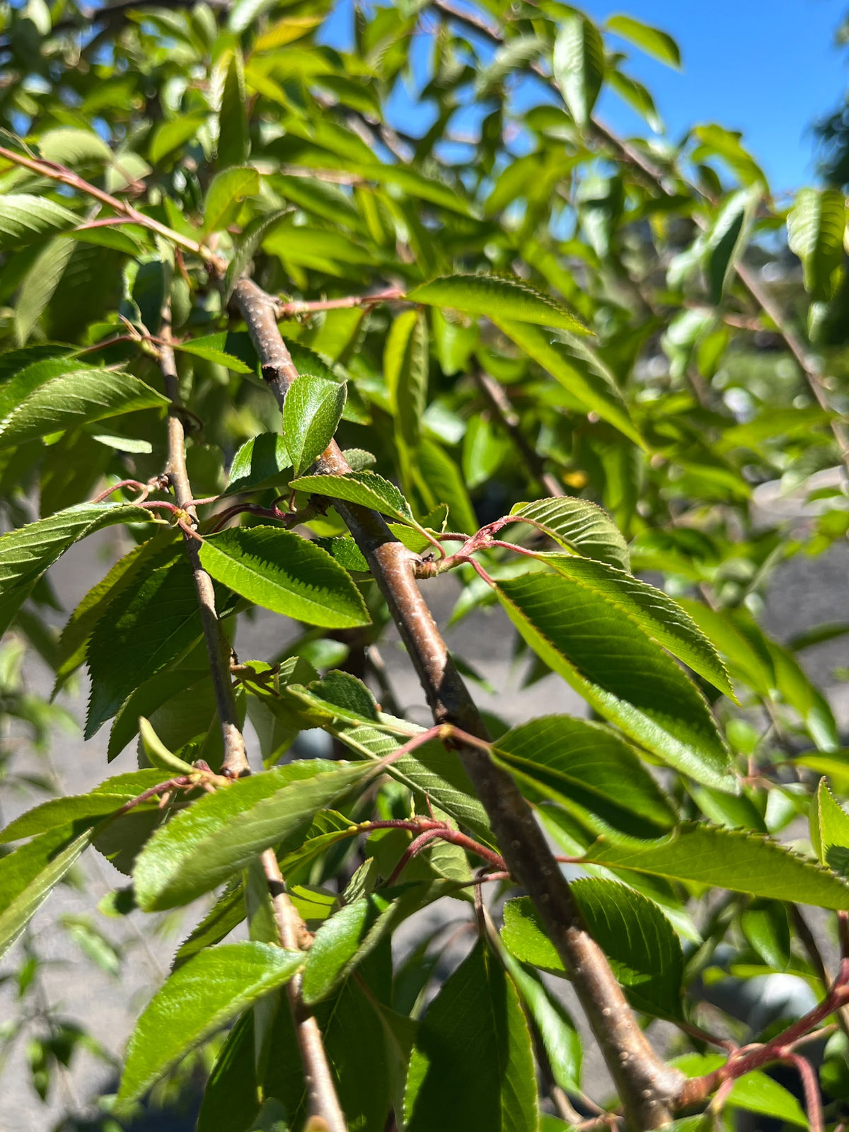 PL0161 Pink Weeping Flowering Cherry, Higan Cherry, Rosebud Cherry, Prunus subhirtella Pendula Rosea, 粉花垂枝樱, 40 cm 4Ft Standard Pot