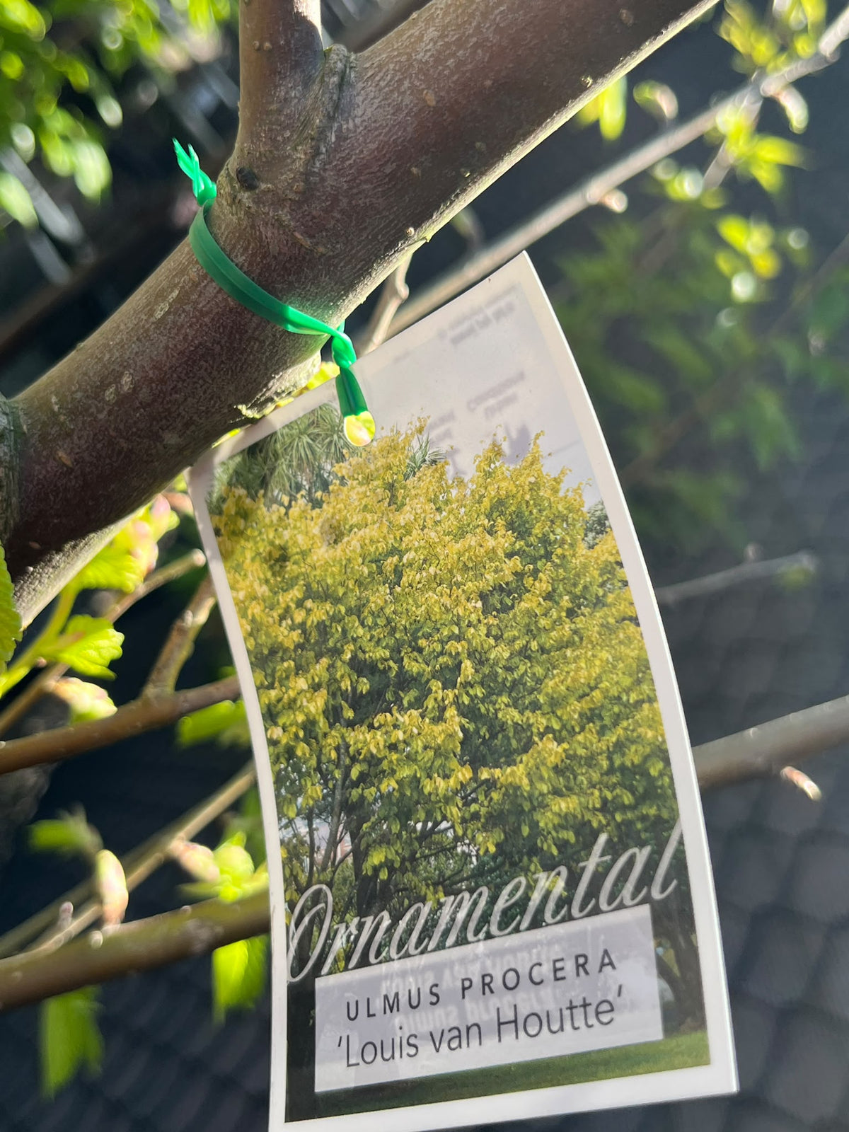 PL0162 Golden Elm, Ulmus procera Louis van Houtte, 金叶榆, 40 cm Pot