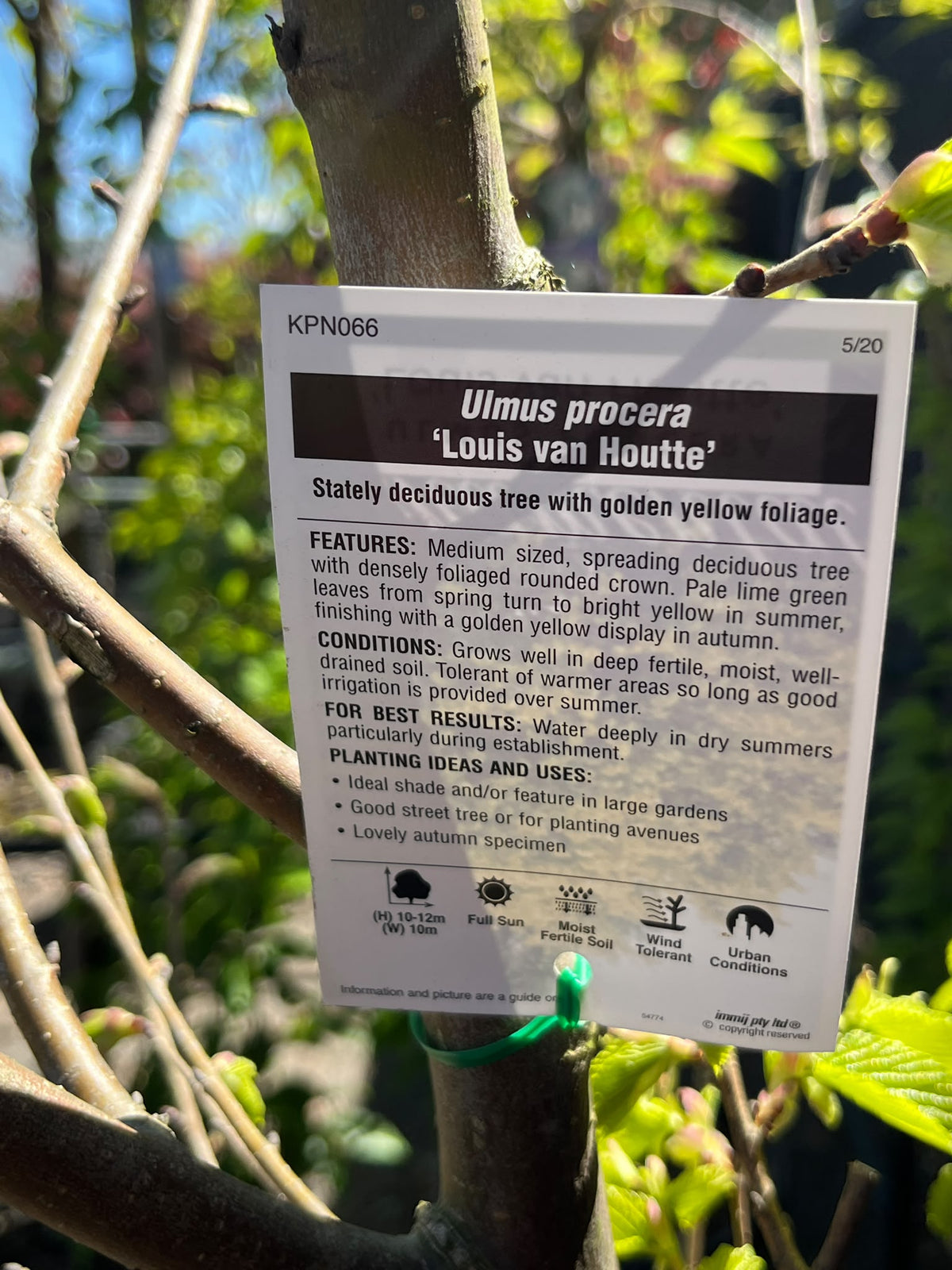 PL0162 Golden Elm, Ulmus procera Louis van Houtte, 金叶榆, 40 cm Pot