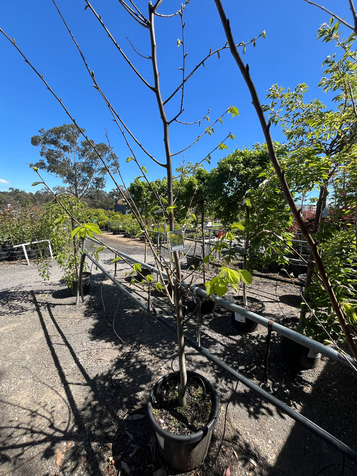 PL0162 Golden Elm, Ulmus procera Louis van Houtte, 金叶榆, 40 cm Pot