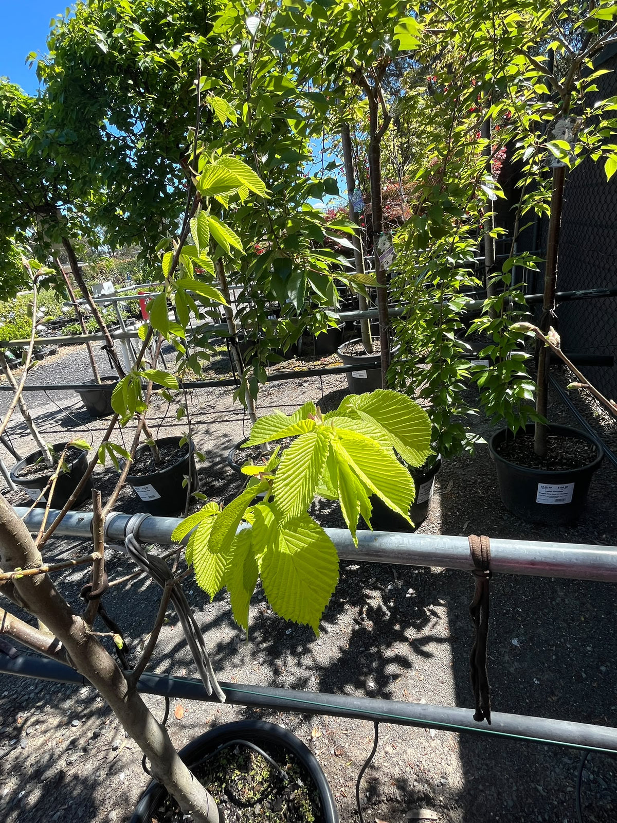 PL0162 Golden Elm, Ulmus procera Louis van Houtte, 金叶榆, 40 cm Pot