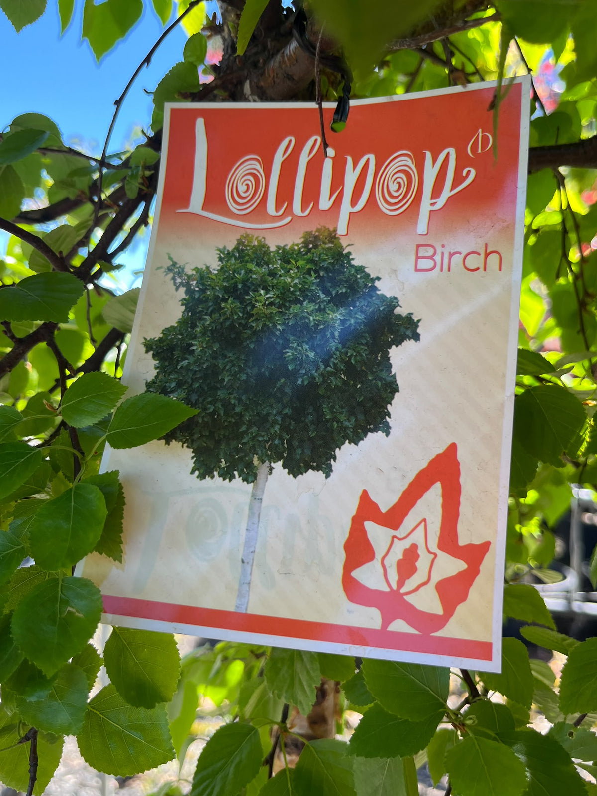 PL0163 Lollipop Birch, Betula pendula Globe, 球冠银桦, 40 cm Pot