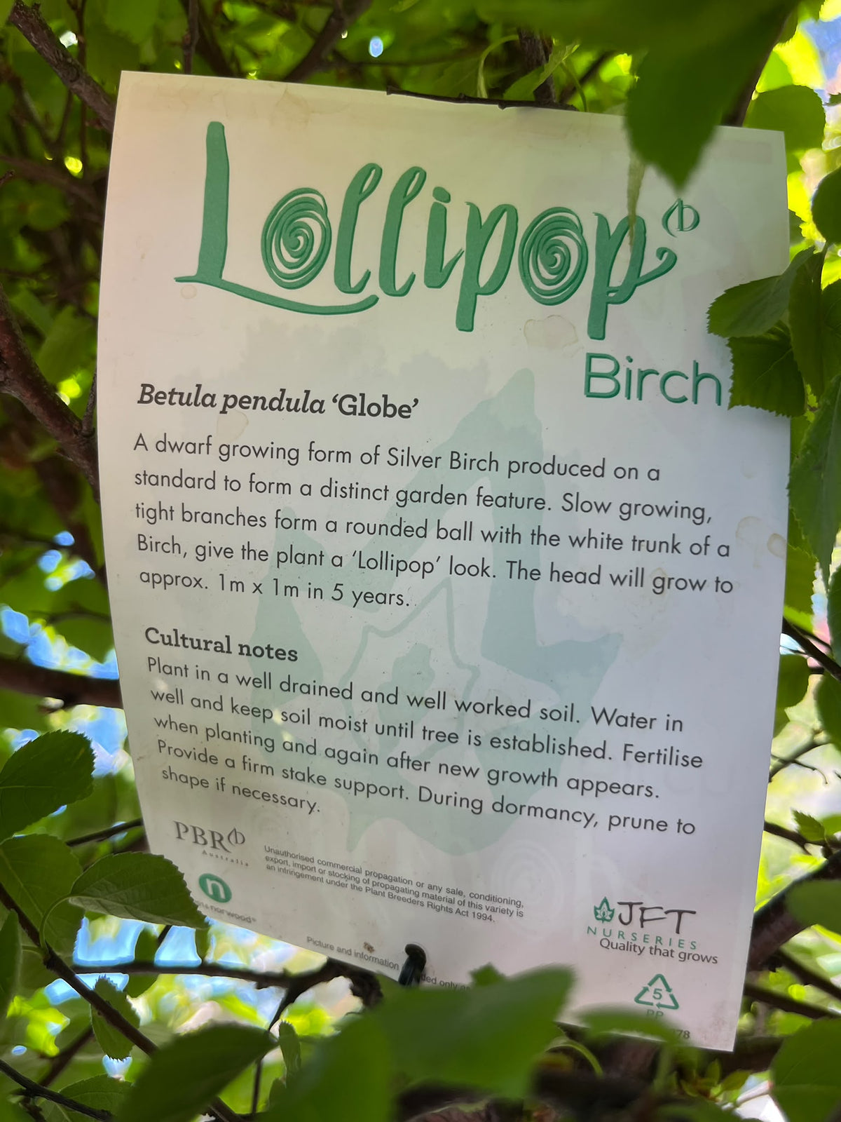 PL0163 Lollipop Birch, Betula pendula Globe, 球冠银桦, 40 cm Pot