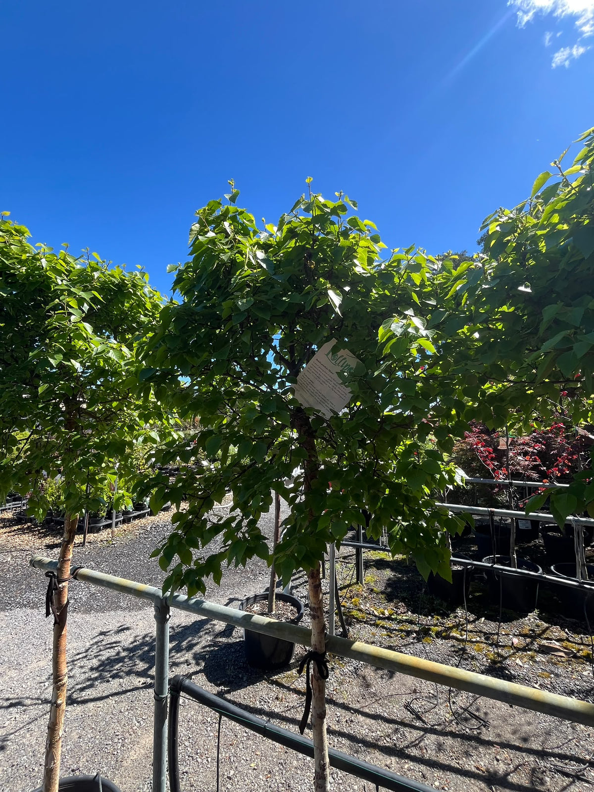 PL0163 Lollipop Birch, Betula pendula Globe, 球冠银桦, 40 cm Pot