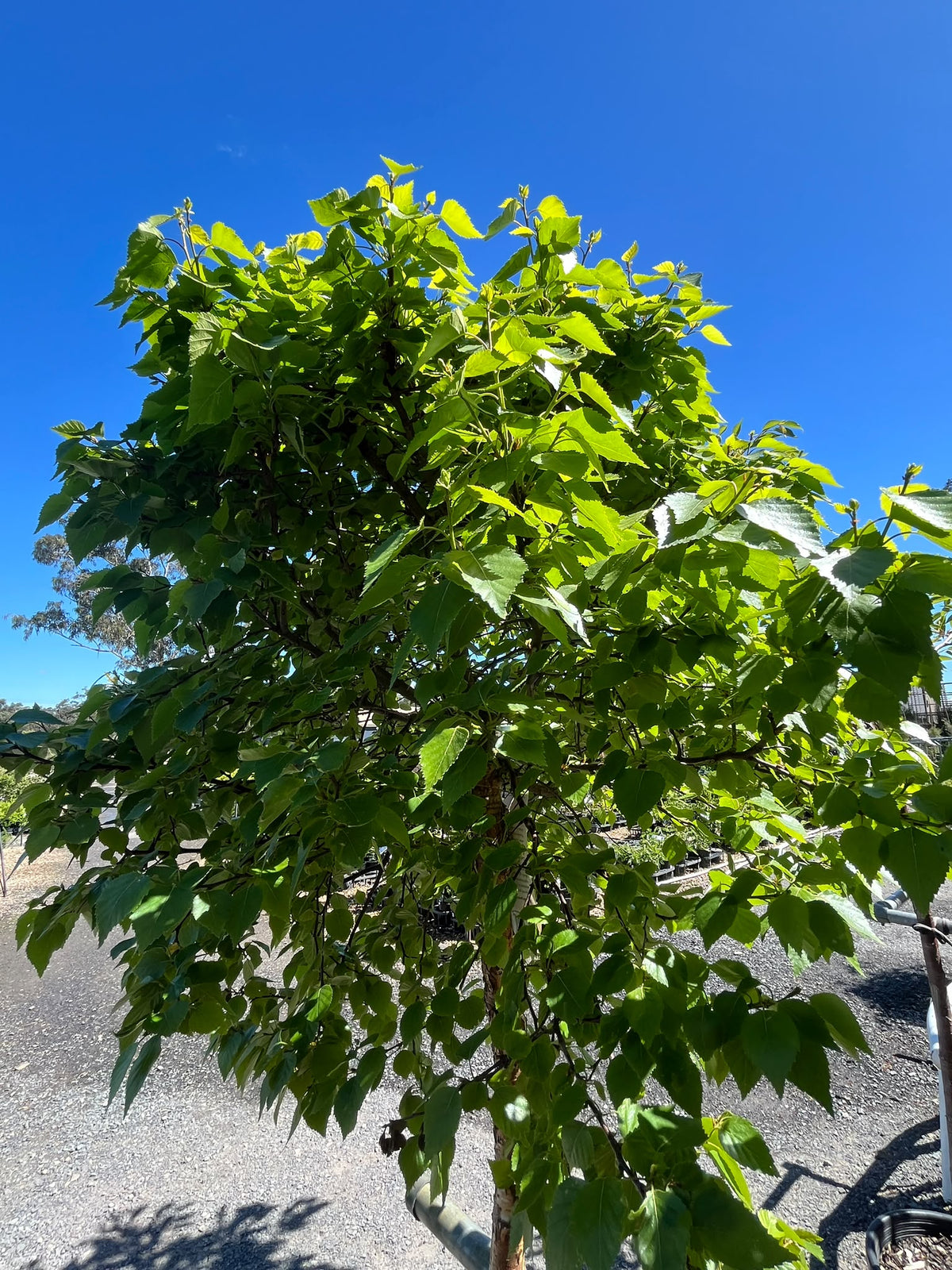 PL0163 Lollipop Birch, Betula pendula Globe, 球冠银桦, 40 cm Pot