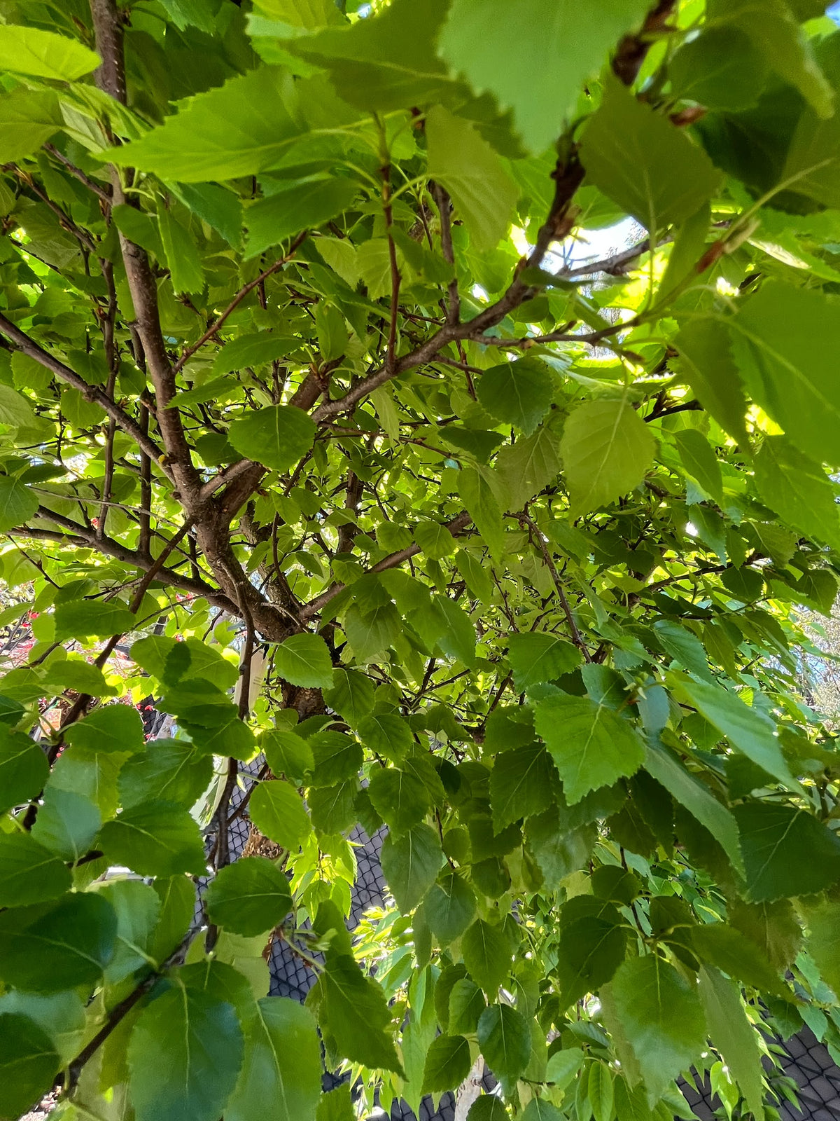 PL0163 Lollipop Birch, Betula pendula Globe, 球冠银桦, 40 cm Pot