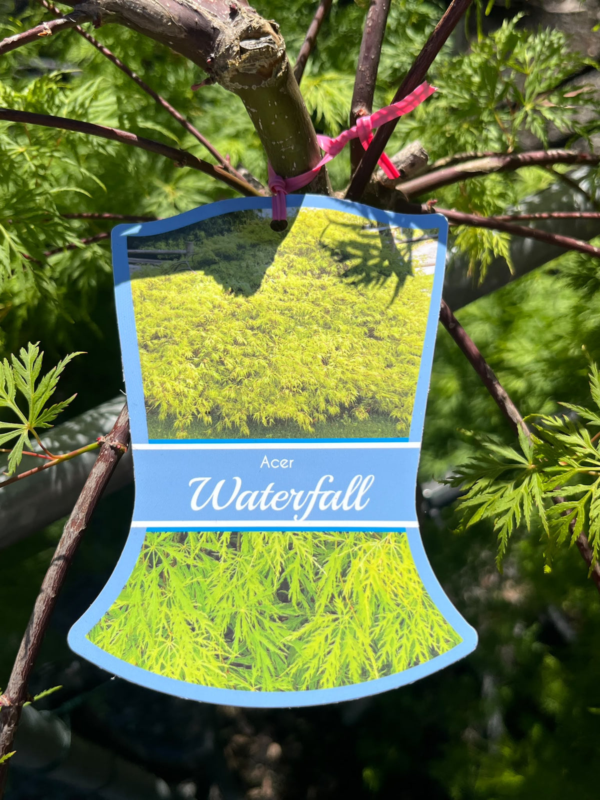PL0165 Weeping Japanese Maple, Acer palmatum Dissectum Waterfall, 垂枝日本枫, 30 cm Pot