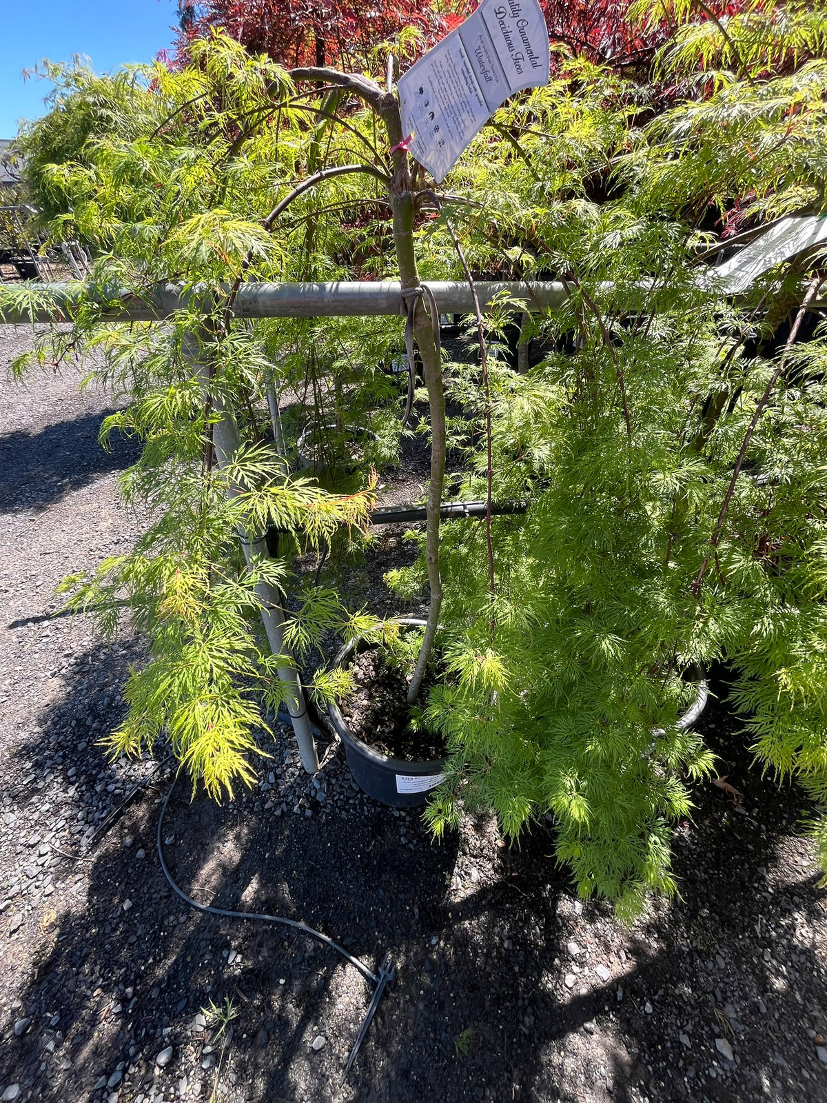 PL0165 Weeping Japanese Maple, Acer palmatum Dissectum Waterfall, 垂枝日本枫, 30 cm Pot