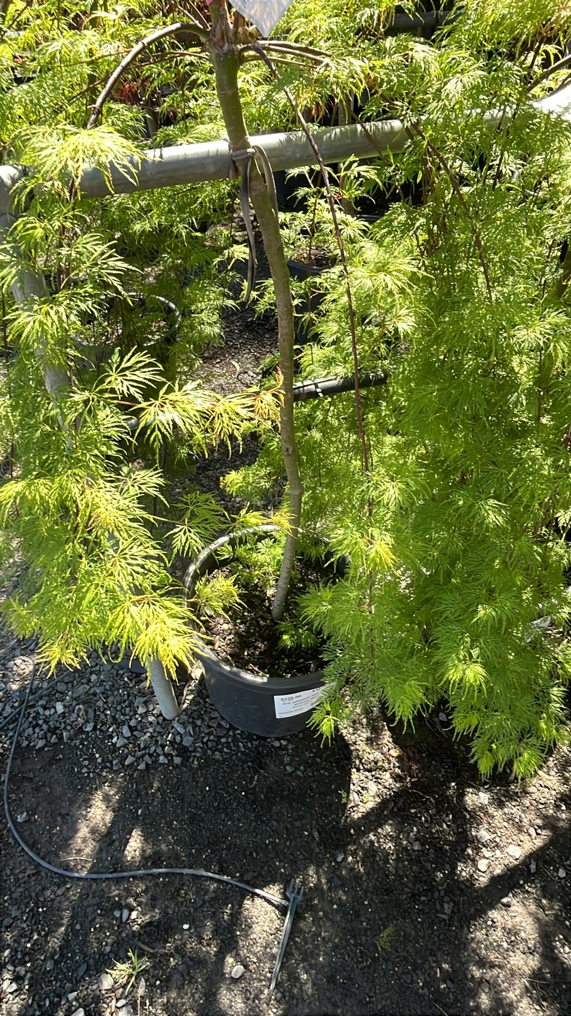 PL0165 Weeping Japanese Maple, Acer palmatum Dissectum Waterfall, 垂枝日本枫, 30 cm Pot