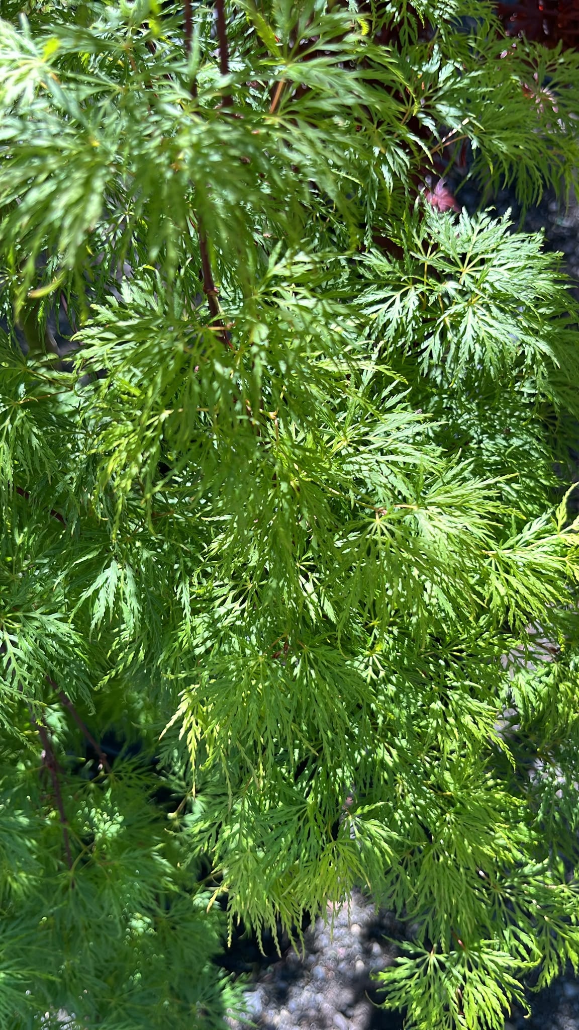PL0165 Weeping Japanese Maple, Acer palmatum Dissectum Waterfall, 垂枝日本枫, 30 cm Pot