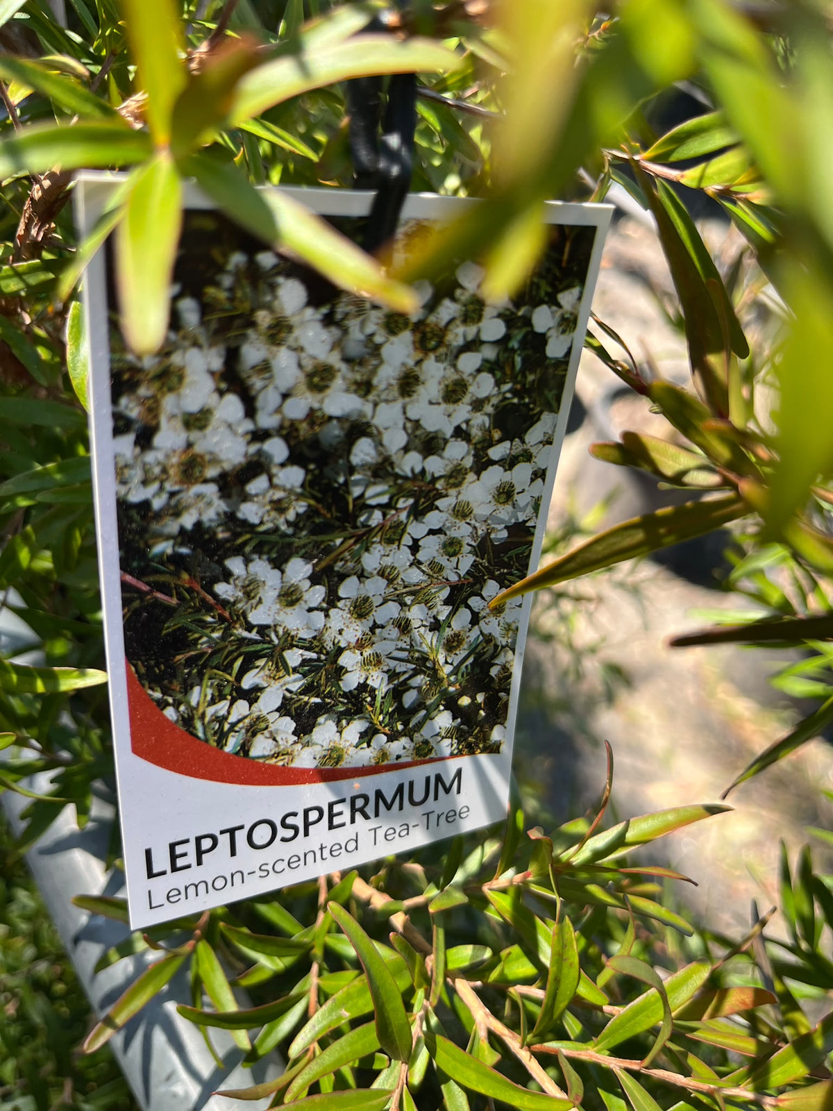 PL0166 Lemon Scented Tea Tree, Leptospermum petersonii Copper Glow, 柠檬香茶树, 40 cm Pot