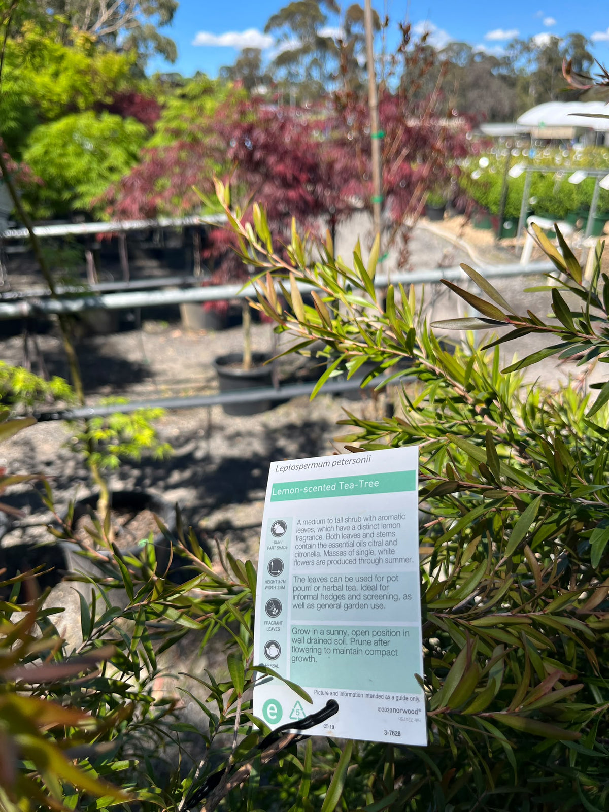 PL0166 Lemon Scented Tea Tree, Leptospermum petersonii Copper Glow, 柠檬香茶树, 40 cm Pot