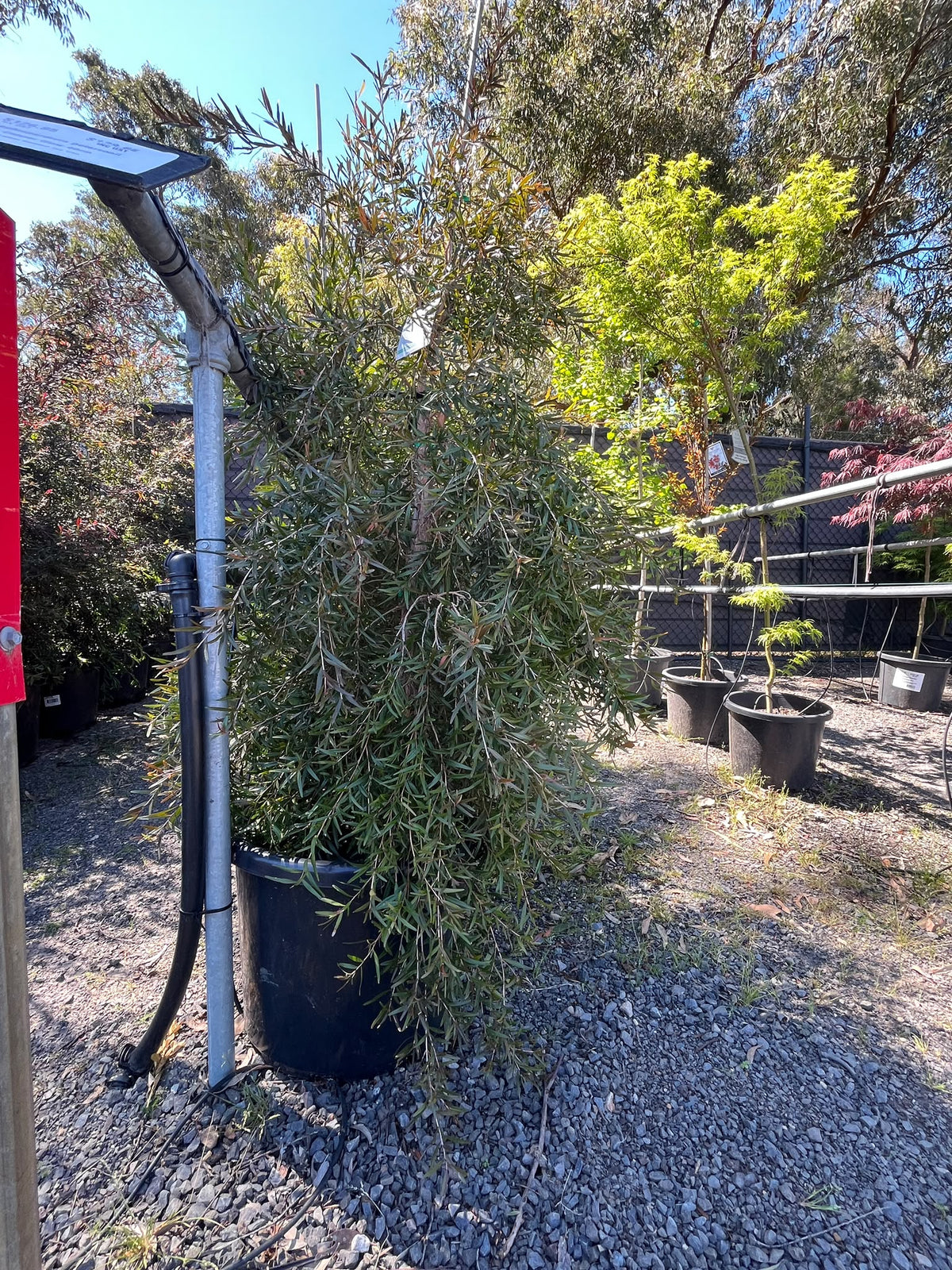 PL0166 Lemon Scented Tea Tree, Leptospermum petersonii Copper Glow, 柠檬香茶树, 40 cm Pot