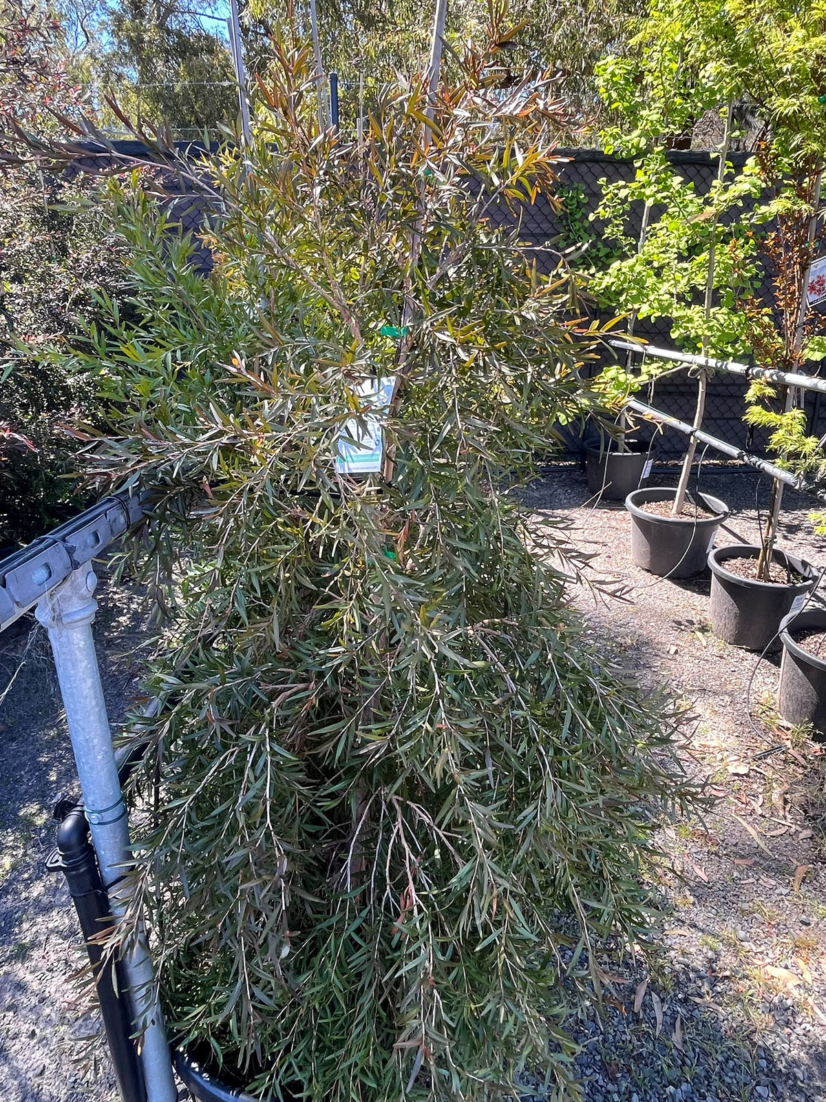 PL0166 Lemon Scented Tea Tree, Leptospermum petersonii Copper Glow, 柠檬香茶树, 40 cm Pot