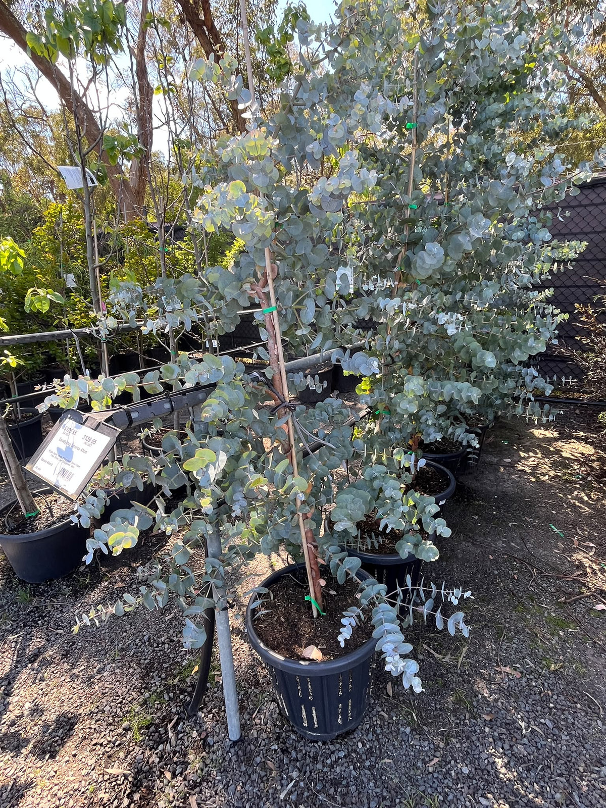PL0168 Argyle Apple, Mealy Stringybark, Silver Dollar Tree, Silver Leaf Stringybark, Gum, Eucalyptus cinerea, 银元桉, 40 cm Pot