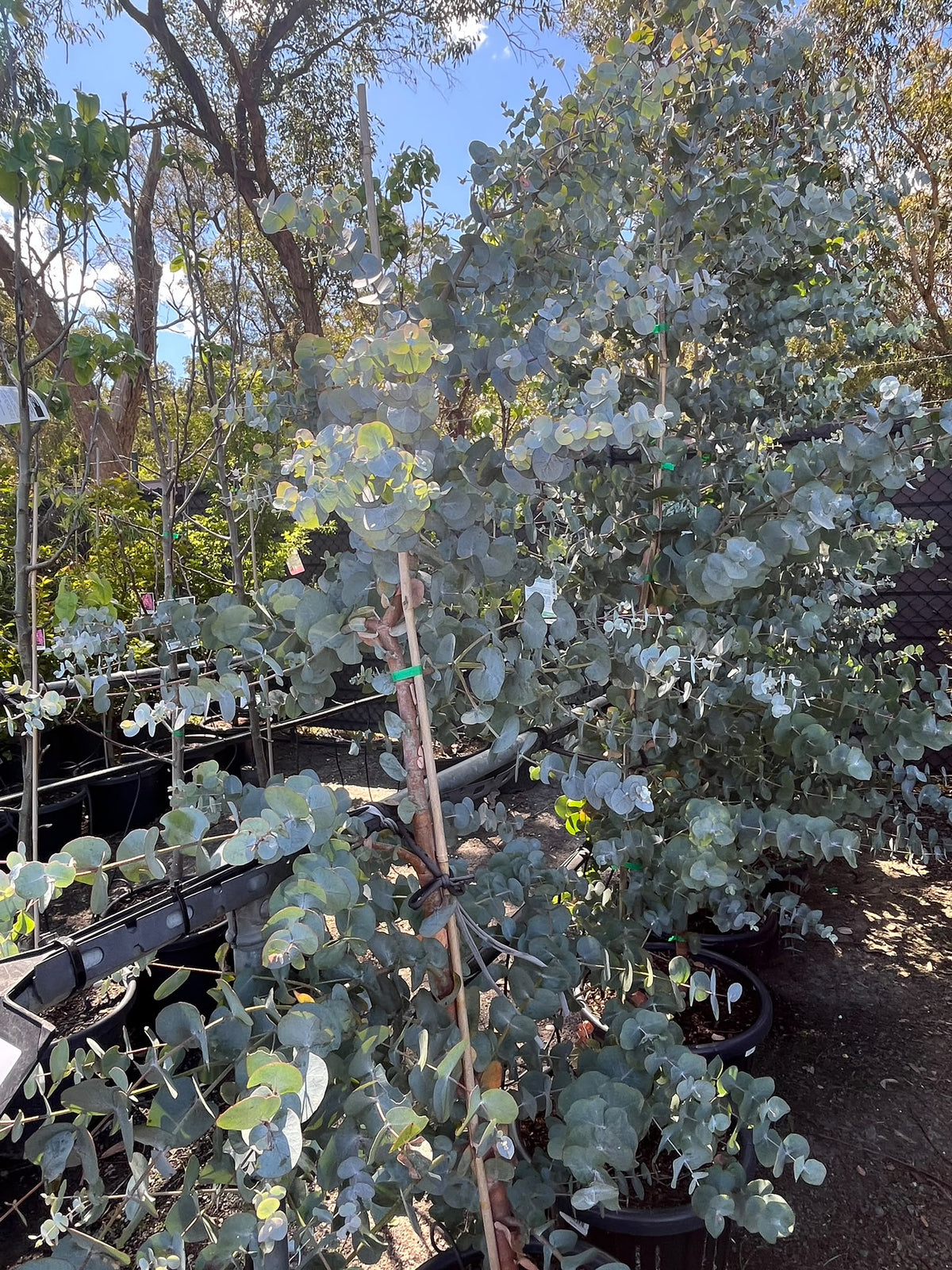 PL0168 Argyle Apple, Mealy Stringybark, Silver Dollar Tree, Silver Leaf Stringybark, Gum, Eucalyptus cinerea, 银元桉, 40 cm Pot