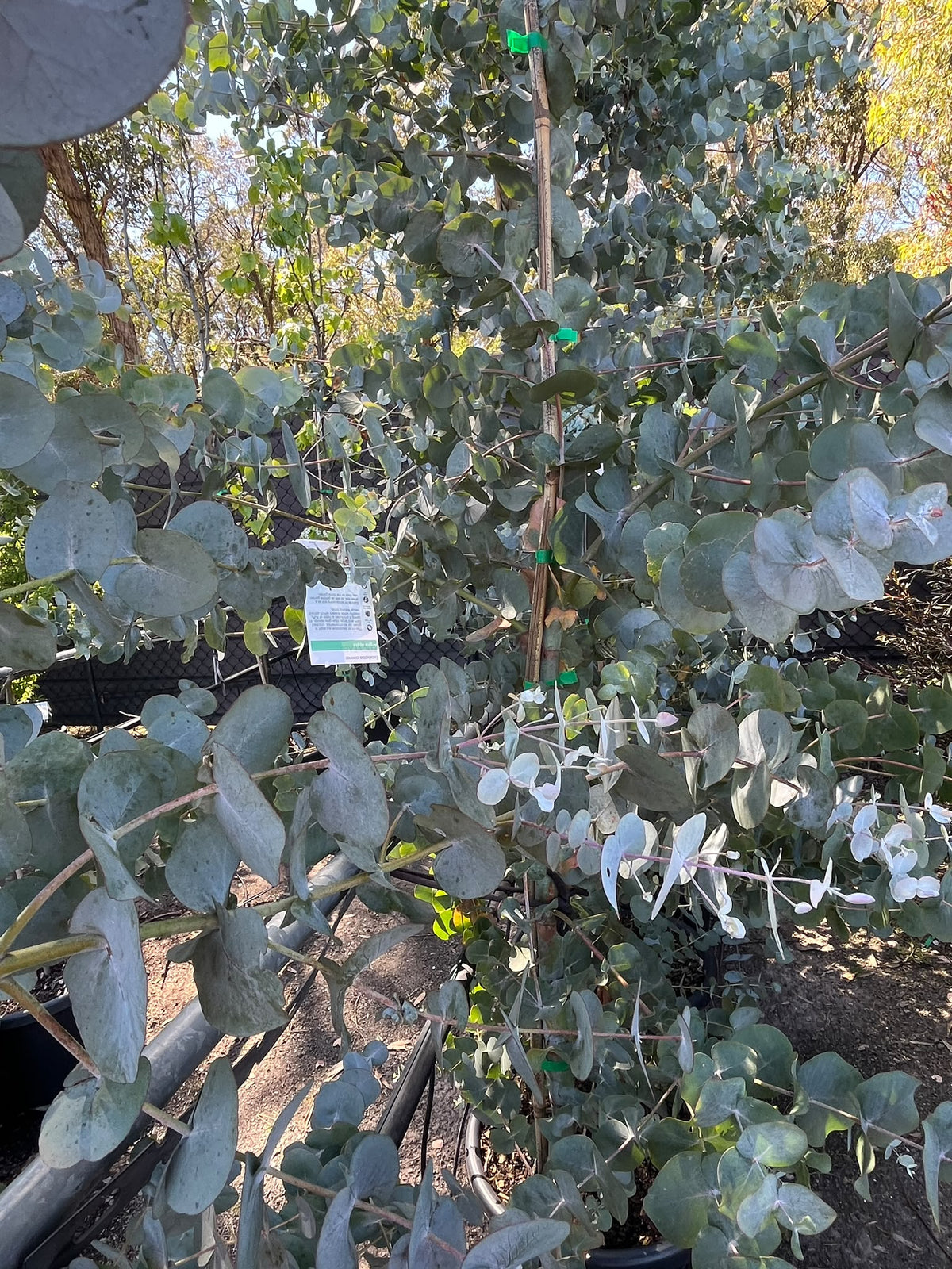 PL0168 Argyle Apple, Mealy Stringybark, Silver Dollar Tree, Silver Leaf Stringybark, Gum, Eucalyptus cinerea, 银元桉, 40 cm Pot
