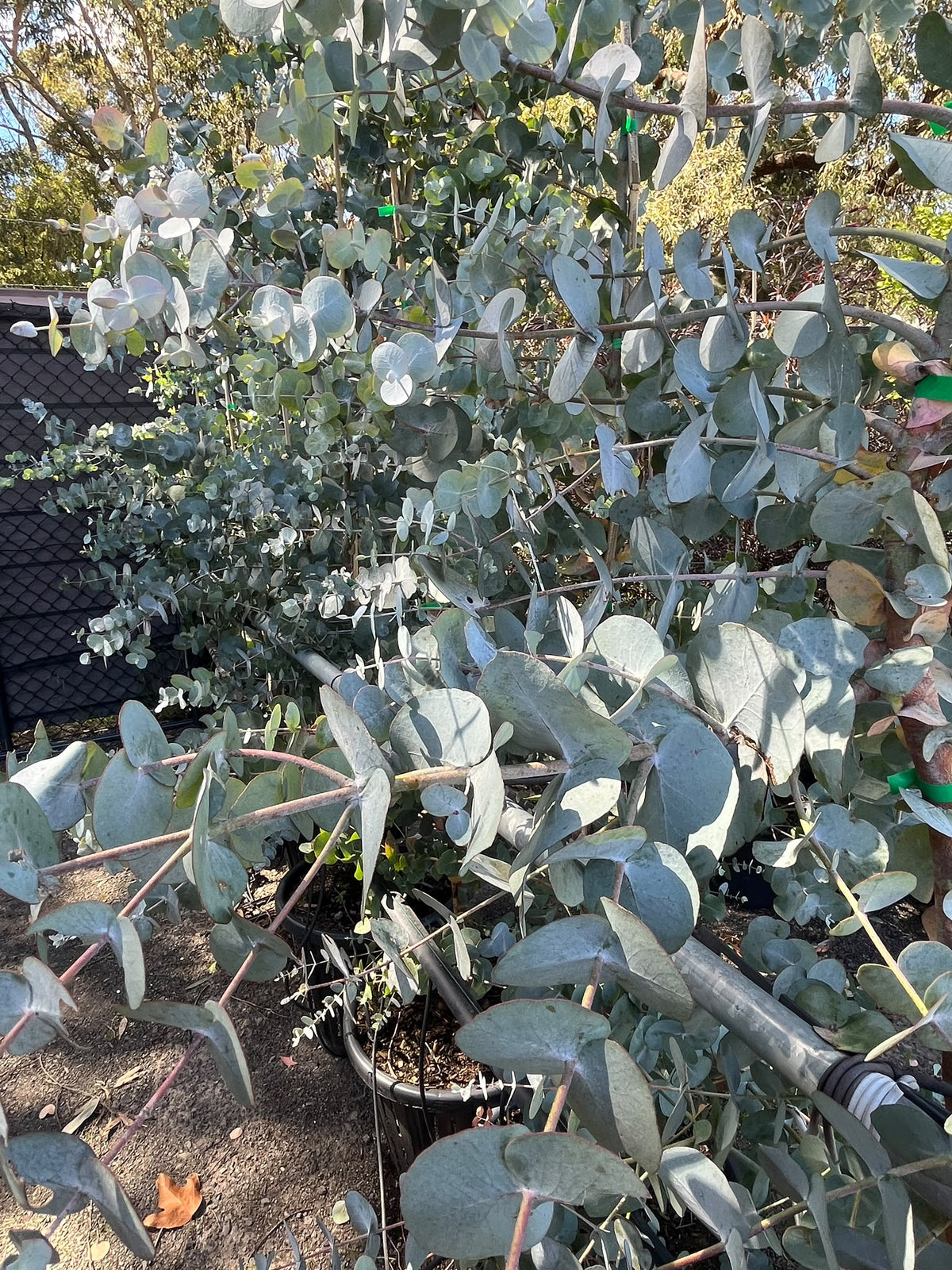 PL0168 Argyle Apple, Mealy Stringybark, Silver Dollar Tree, Silver Leaf Stringybark, Gum, Eucalyptus cinerea, 银元桉, 40 cm Pot