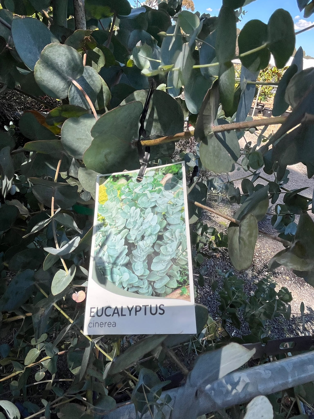PL0168 Argyle Apple, Mealy Stringybark, Silver Dollar Tree, Silver Leaf Stringybark, Gum, Eucalyptus cinerea, 银元桉, 40 cm Pot
