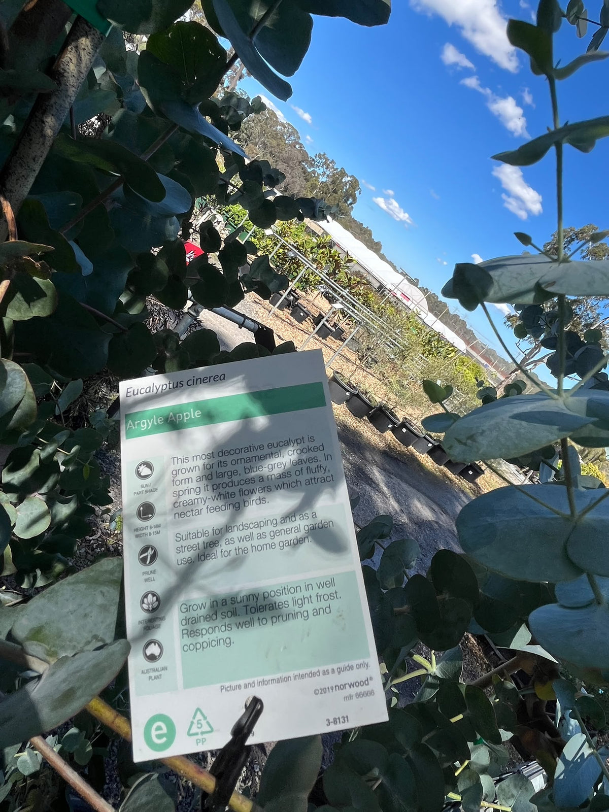 PL0168 Argyle Apple, Mealy Stringybark, Silver Dollar Tree, Silver Leaf Stringybark, Gum, Eucalyptus cinerea, 银元桉, 40 cm Pot