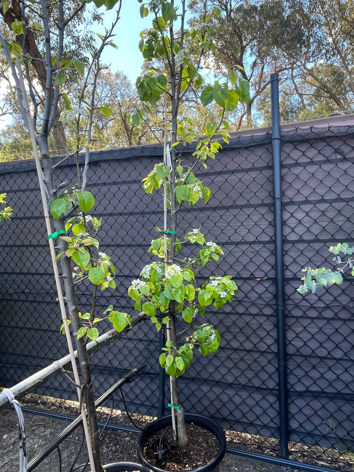 PL0169 Ornamental Pear, Callery Pear, Pyrus calleryana Capital, 观赏梨, 40 cm Pot