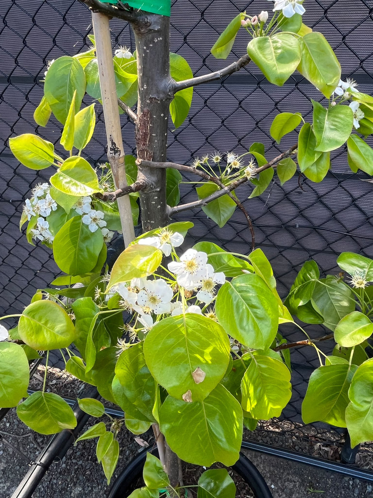 PL0169 Ornamental Pear, Callery Pear, Pyrus calleryana Capital, 观赏梨, 40 cm Pot