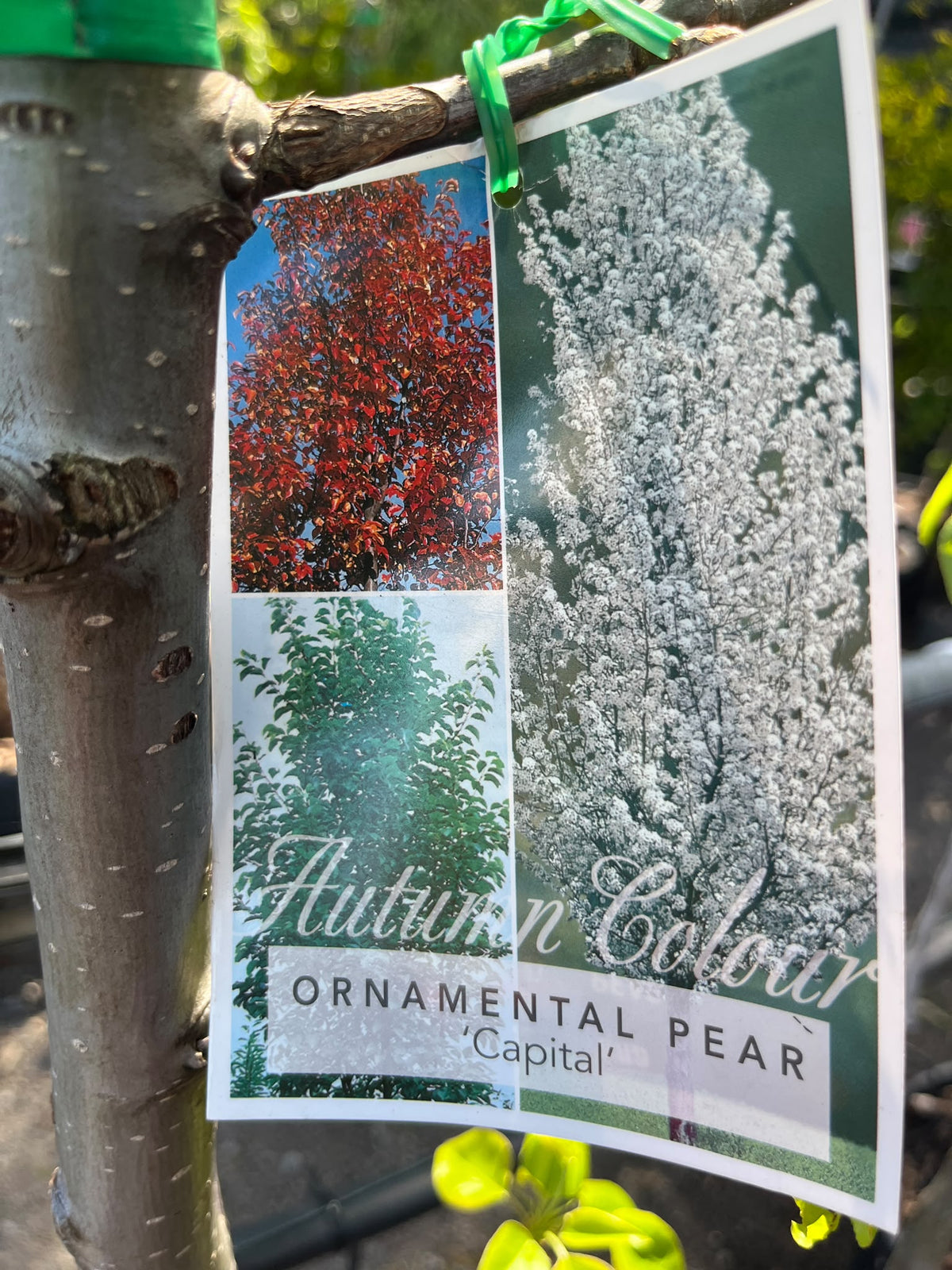 PL0169 Ornamental Pear, Callery Pear, Pyrus calleryana Capital, 观赏梨, 40 cm Pot