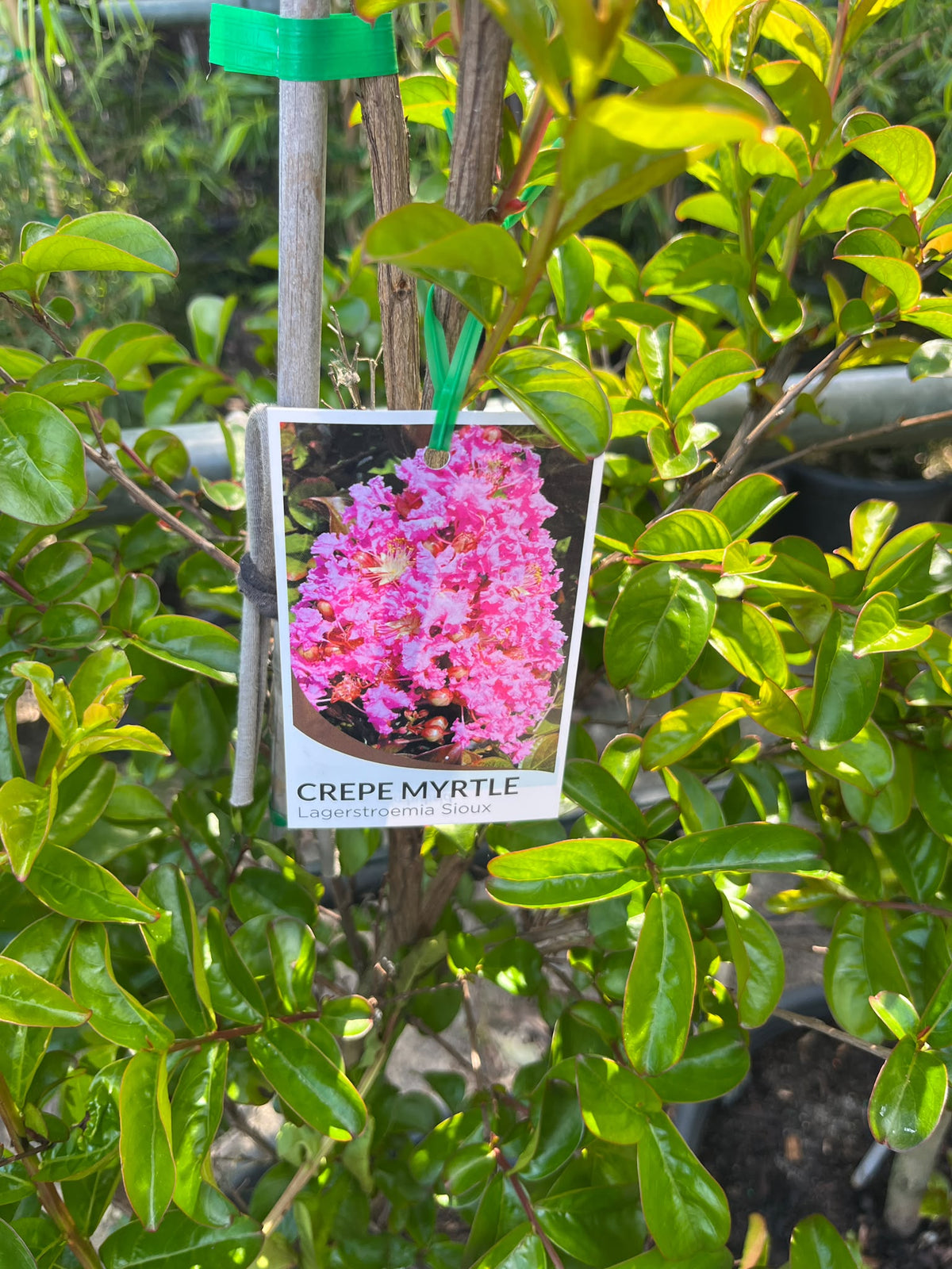 PL0170 Hot Pink Crepe Myrtle, Lagerstroemia indica fauriei Sioux, 粉花紫薇, 40 cm Pot