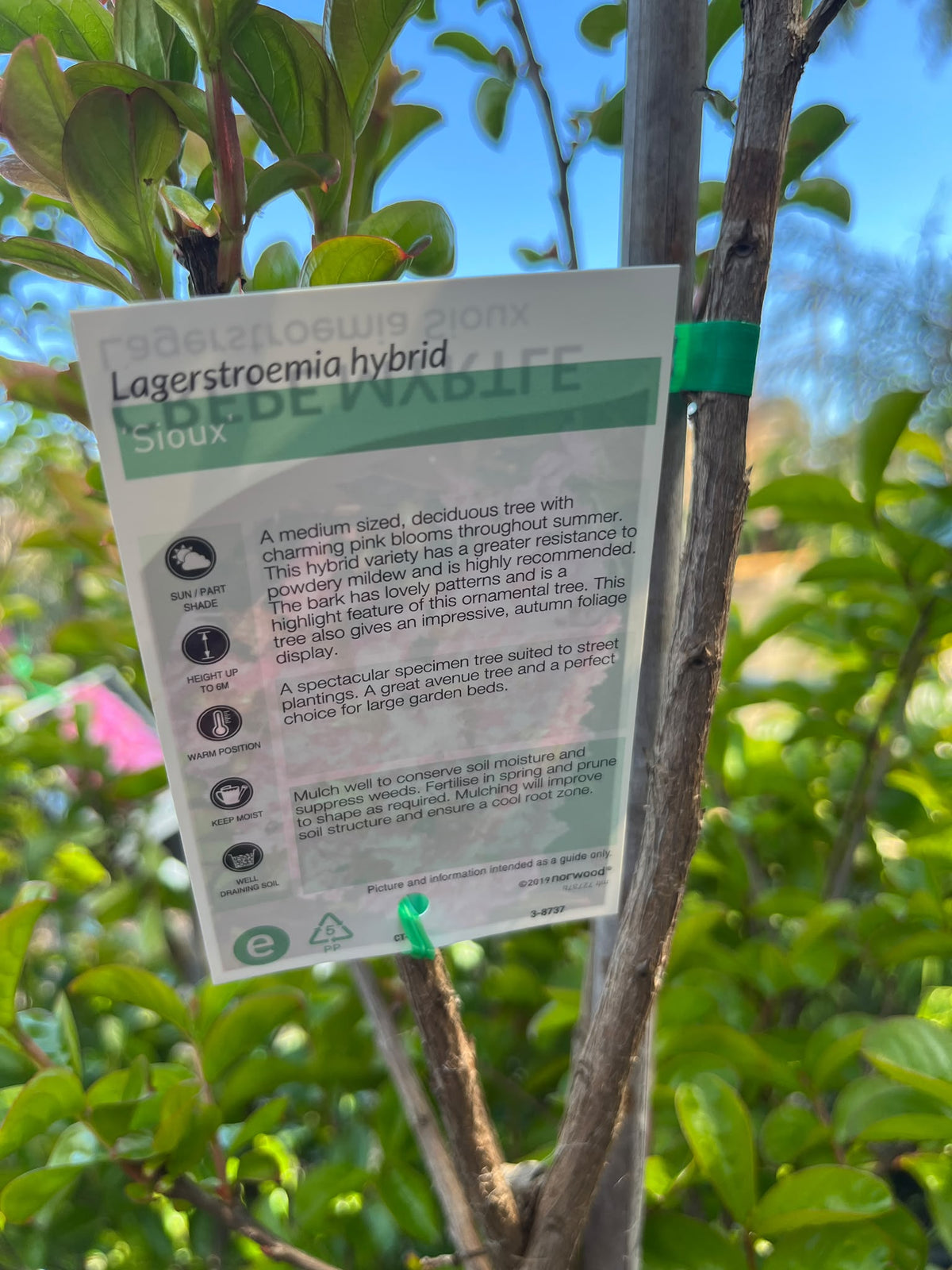PL0170 Hot Pink Crepe Myrtle, Lagerstroemia indica fauriei Sioux, 粉花紫薇, 40 cm Pot