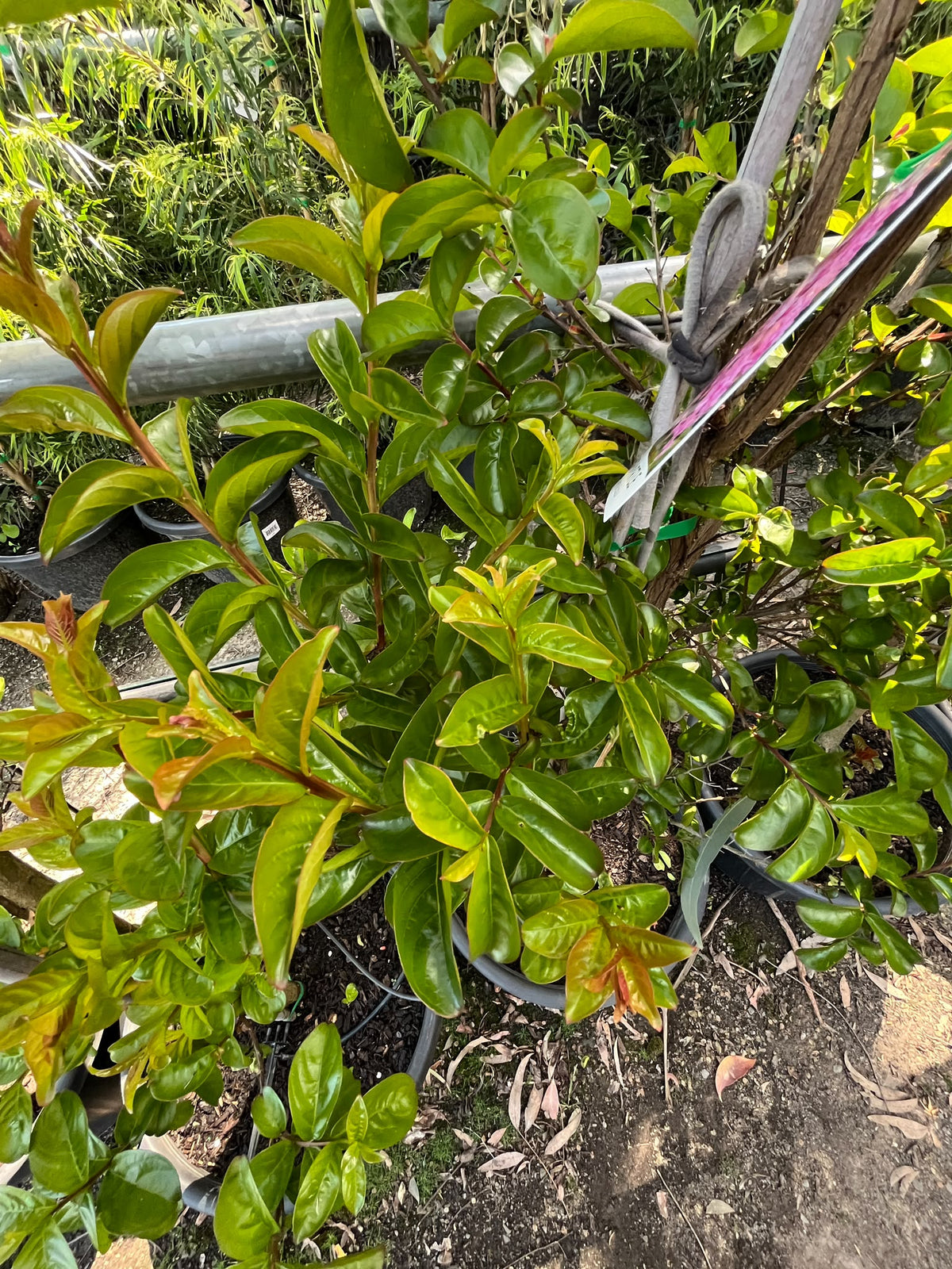 PL0170 Hot Pink Crepe Myrtle, Lagerstroemia indica fauriei Sioux, 粉花紫薇, 40 cm Pot