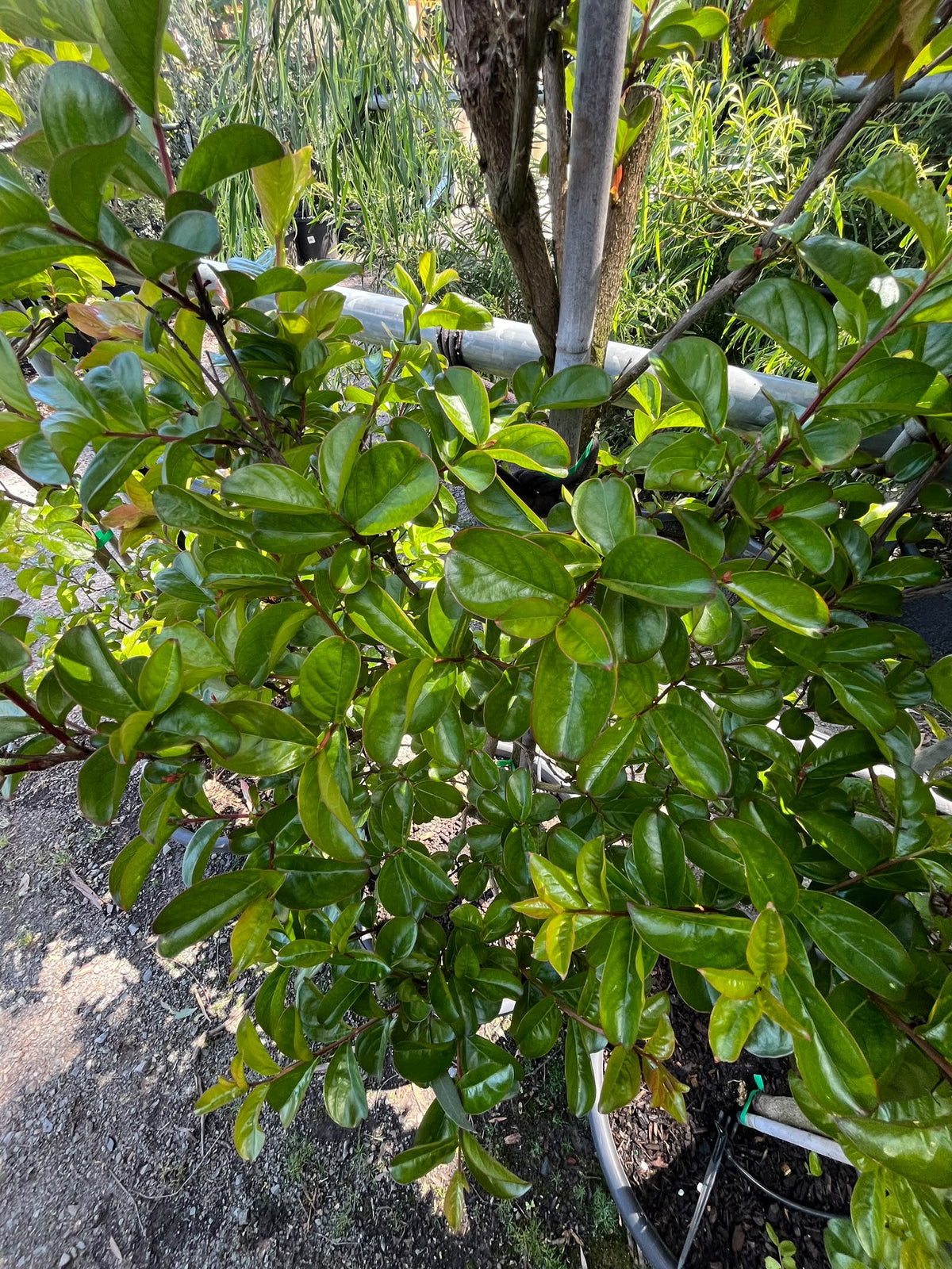 PL0170 Hot Pink Crepe Myrtle, Lagerstroemia indica fauriei Sioux, 粉花紫薇, 40 cm Pot