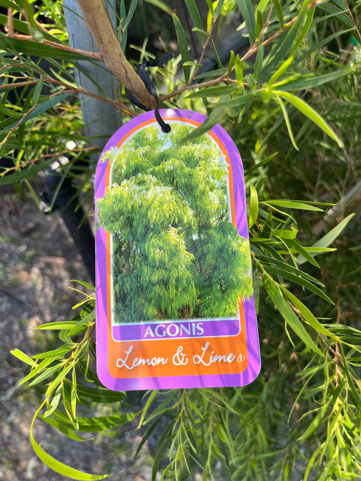 PL0172 Willow Myrtle, Willow Peppermint, WA Peppermint, Agonis flexuosa Lemon And Lime, 垂枝香柳, 40 cm Pot
