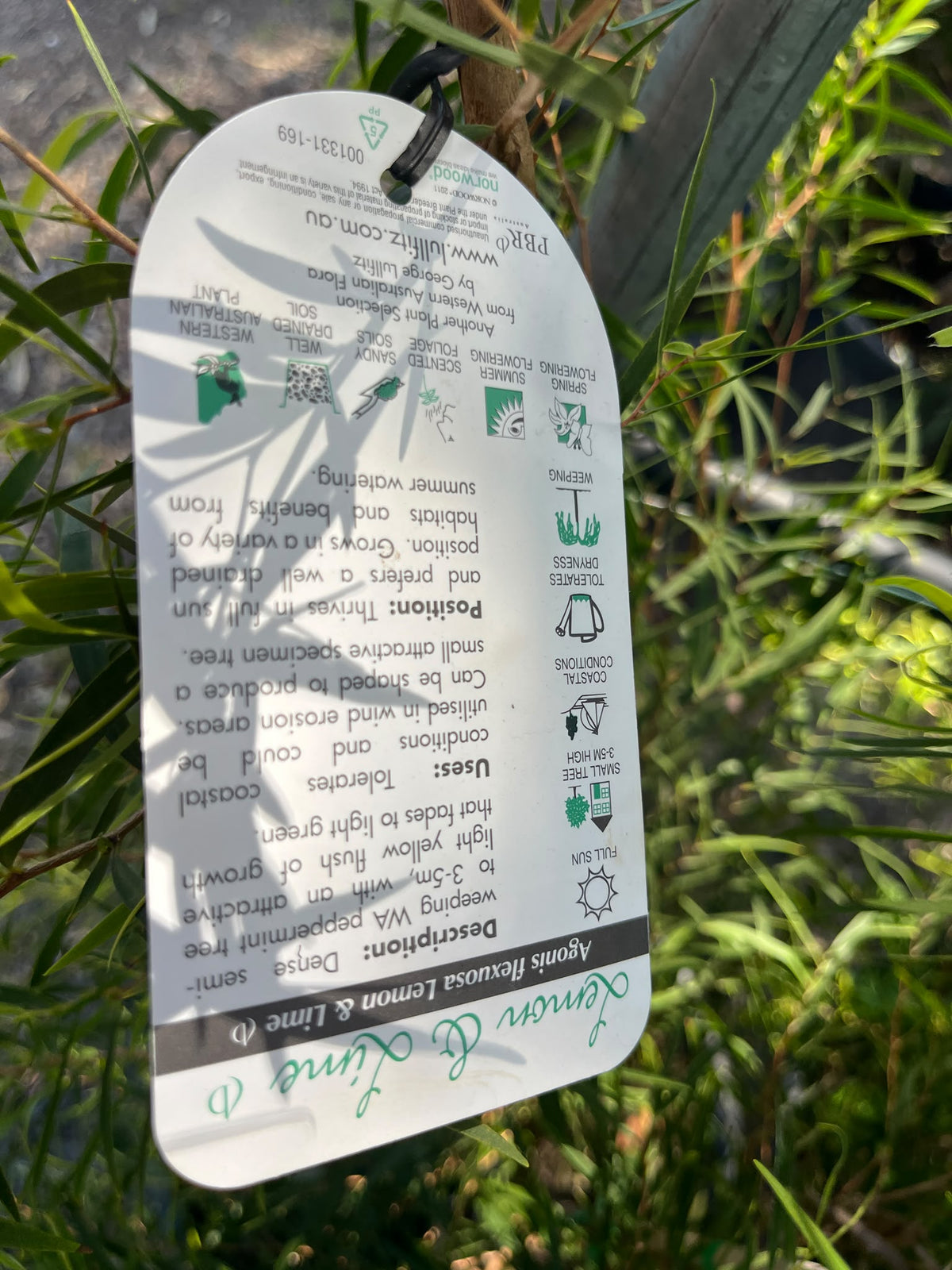 PL0172 Willow Myrtle, Willow Peppermint, WA Peppermint, Agonis flexuosa Lemon And Lime, 垂枝香柳, 40 cm Pot
