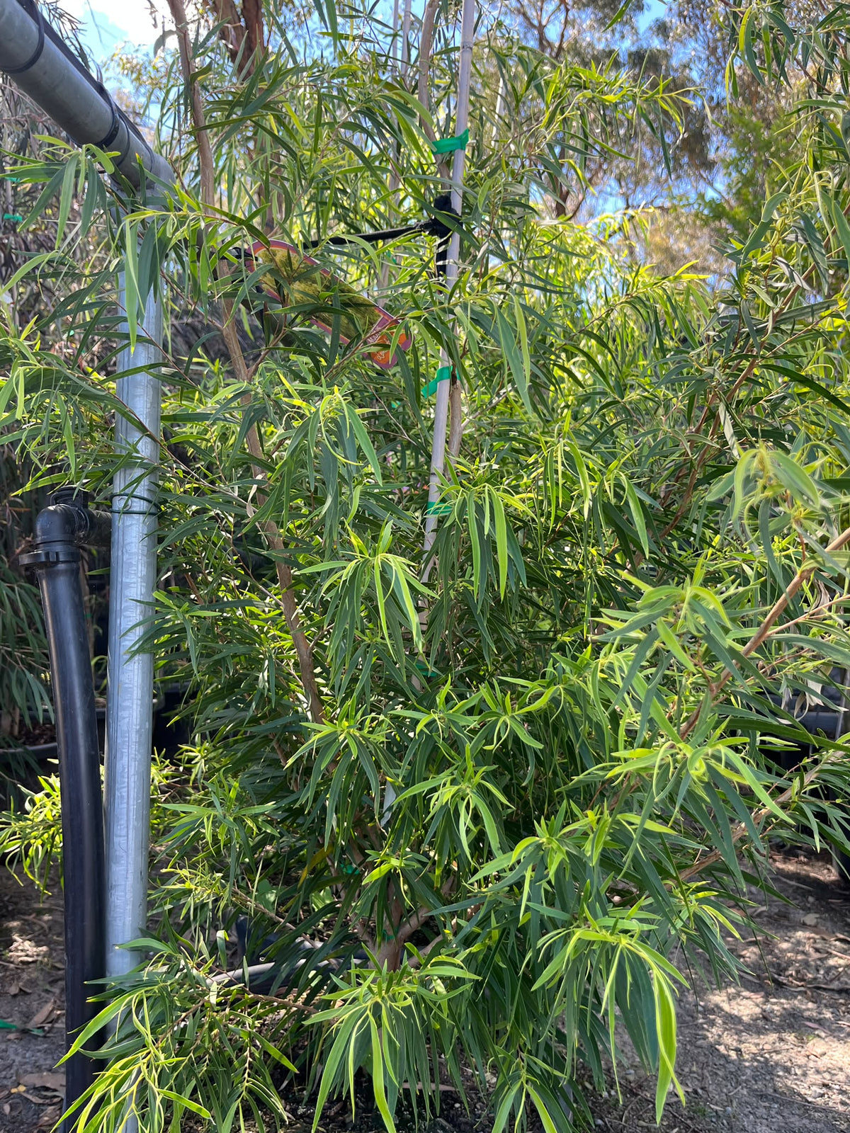PL0172 Willow Myrtle, Willow Peppermint, WA Peppermint, Agonis flexuosa Lemon And Lime, 垂枝香柳, 40 cm Pot