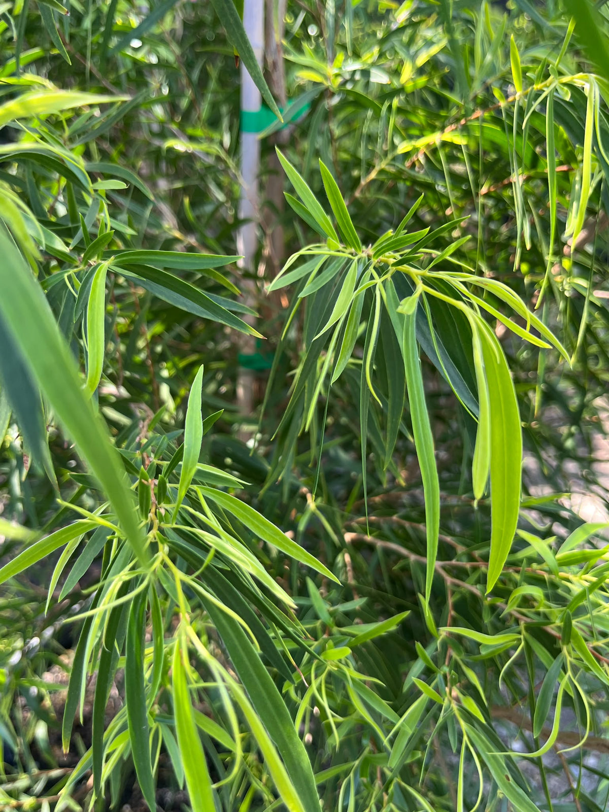 PL0172 Willow Myrtle, Willow Peppermint, WA Peppermint, Agonis flexuosa Lemon And Lime, 垂枝香柳, 40 cm Pot