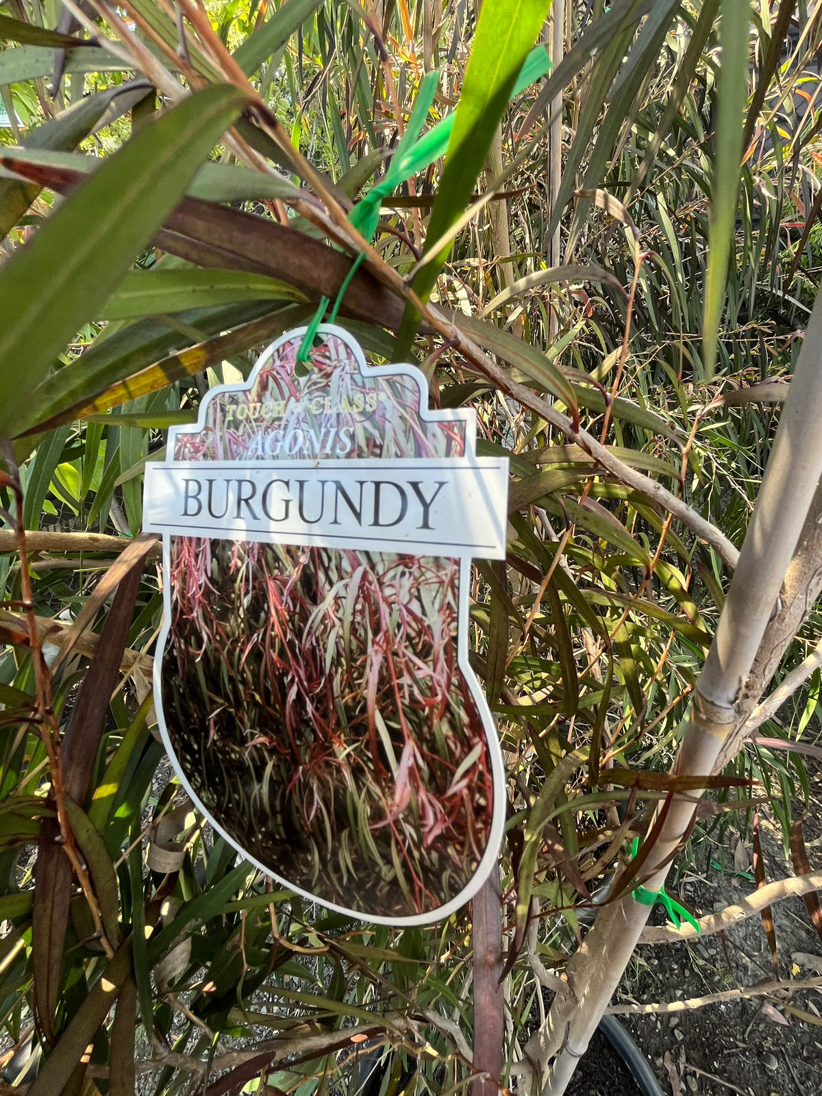 PL0173 Burgundy Agonis, Burgundy Willow Myrtle, Burgundy Willow Peppermint, WA Peppermint, Agonis flexuosa Burgundy, 紫叶垂枝香柳, 40 cm Pot