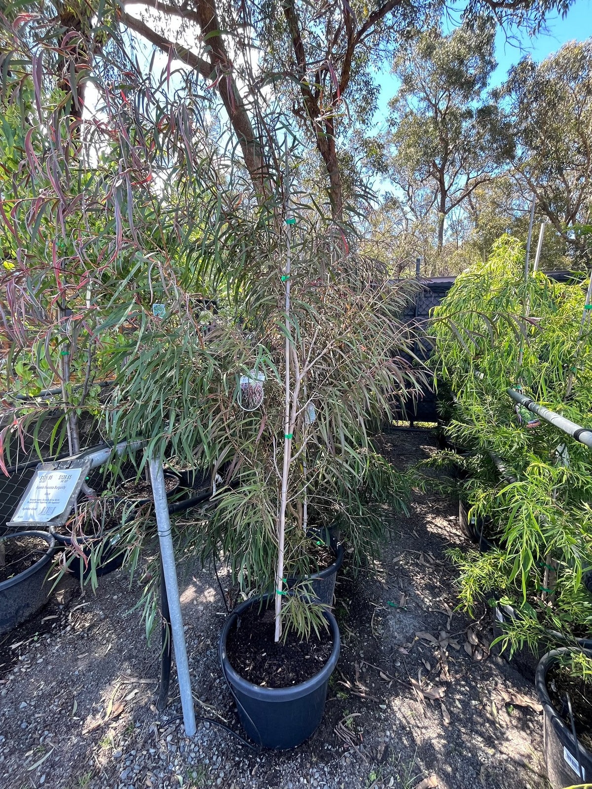 PL0173 Burgundy Agonis, Burgundy Willow Myrtle, Burgundy Willow Peppermint, WA Peppermint, Agonis flexuosa Burgundy, 紫叶垂枝香柳, 40 cm Pot