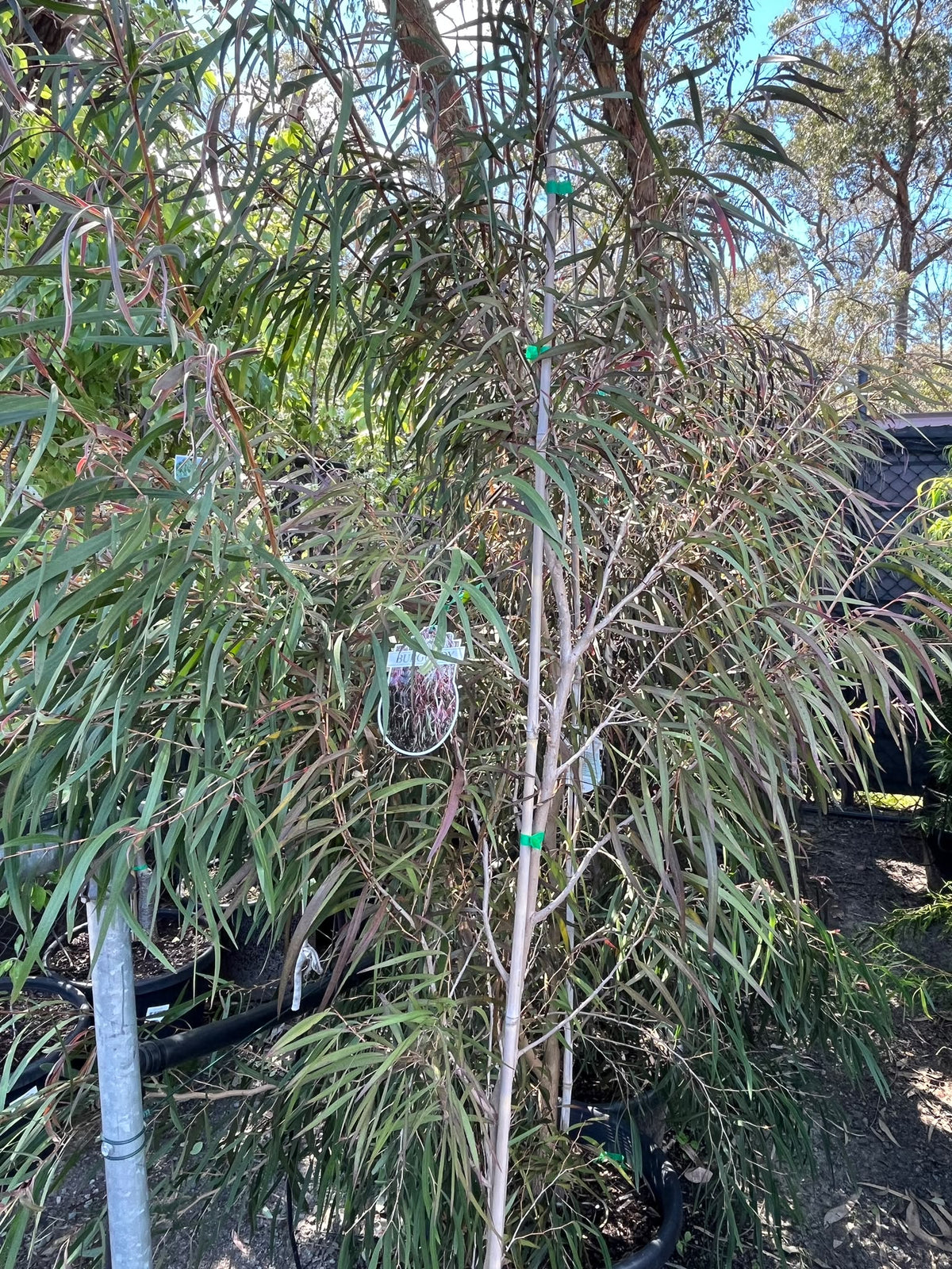 PL0173 Burgundy Agonis, Burgundy Willow Myrtle, Burgundy Willow Peppermint, WA Peppermint, Agonis flexuosa Burgundy, 紫叶垂枝香柳, 40 cm Pot