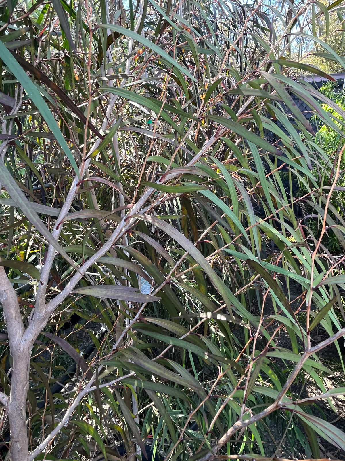 PL0173 Burgundy Agonis, Burgundy Willow Myrtle, Burgundy Willow Peppermint, WA Peppermint, Agonis flexuosa Burgundy, 紫叶垂枝香柳, 40 cm Pot