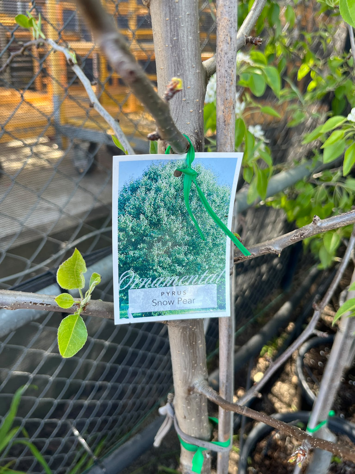 PL0174 Snow Pear, Pyrus nivalis, 雪梨, 40 cm Pot