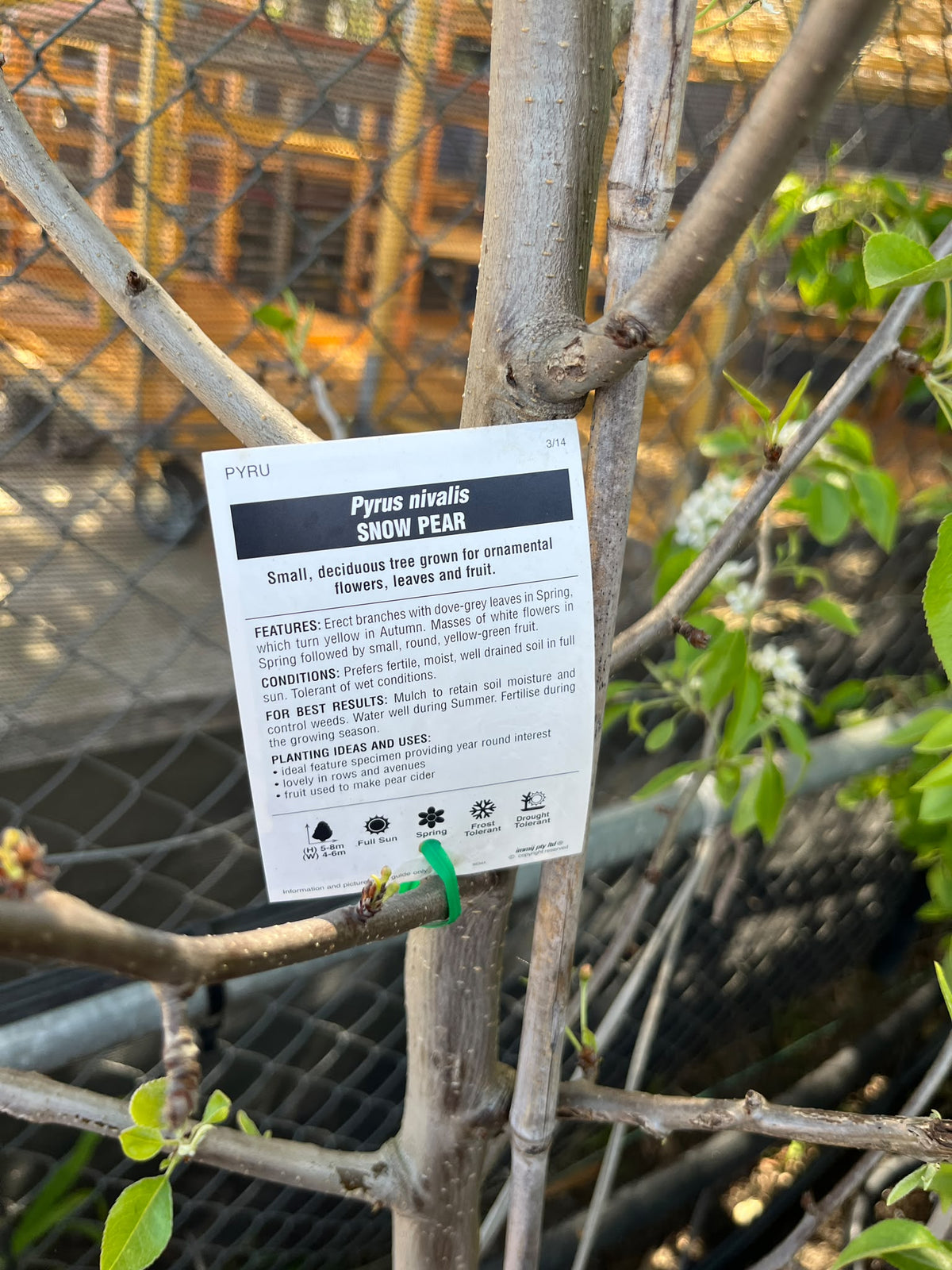 PL0174 Snow Pear, Pyrus nivalis, 雪梨, 40 cm Pot