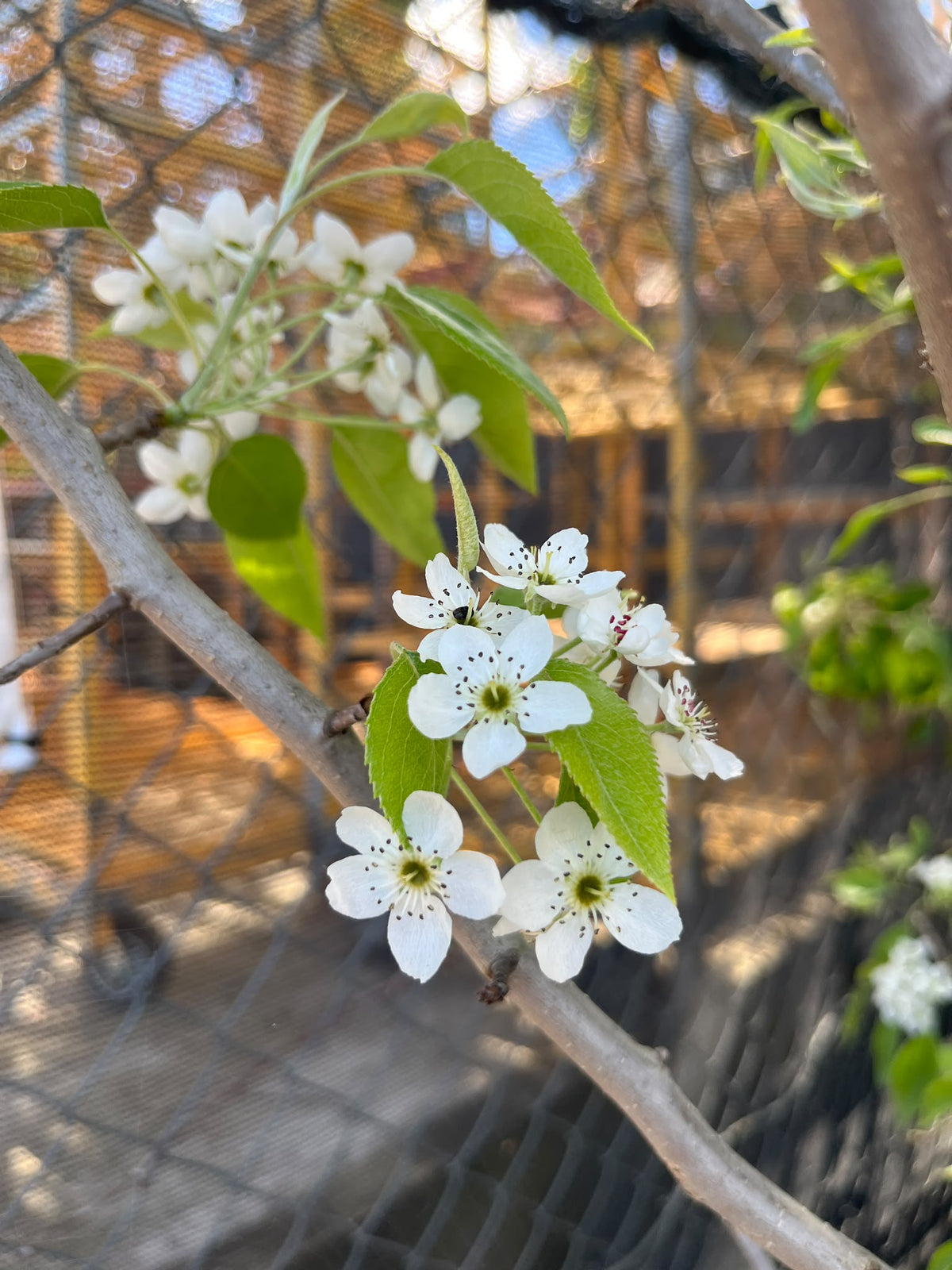 PL0174 Snow Pear, Pyrus nivalis, 雪梨, 40 cm Pot