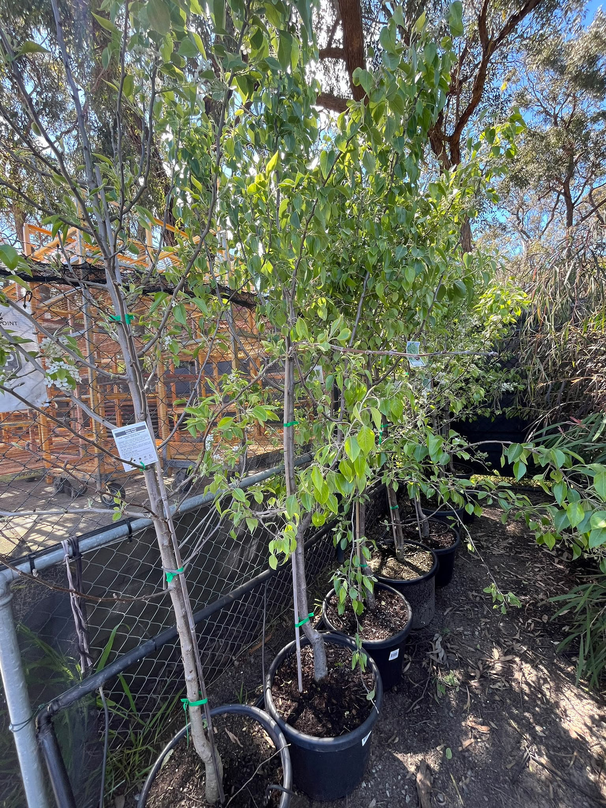 PL0174 Snow Pear, Pyrus nivalis, 雪梨, 40 cm Pot