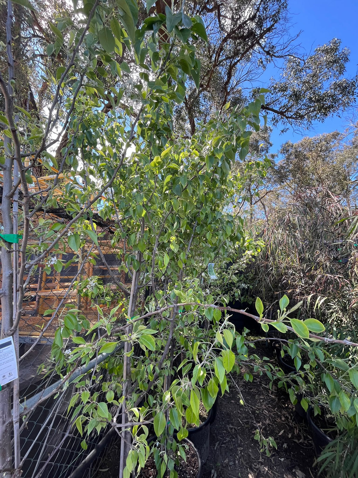 PL0174 Snow Pear, Pyrus nivalis, 雪梨, 40 cm Pot