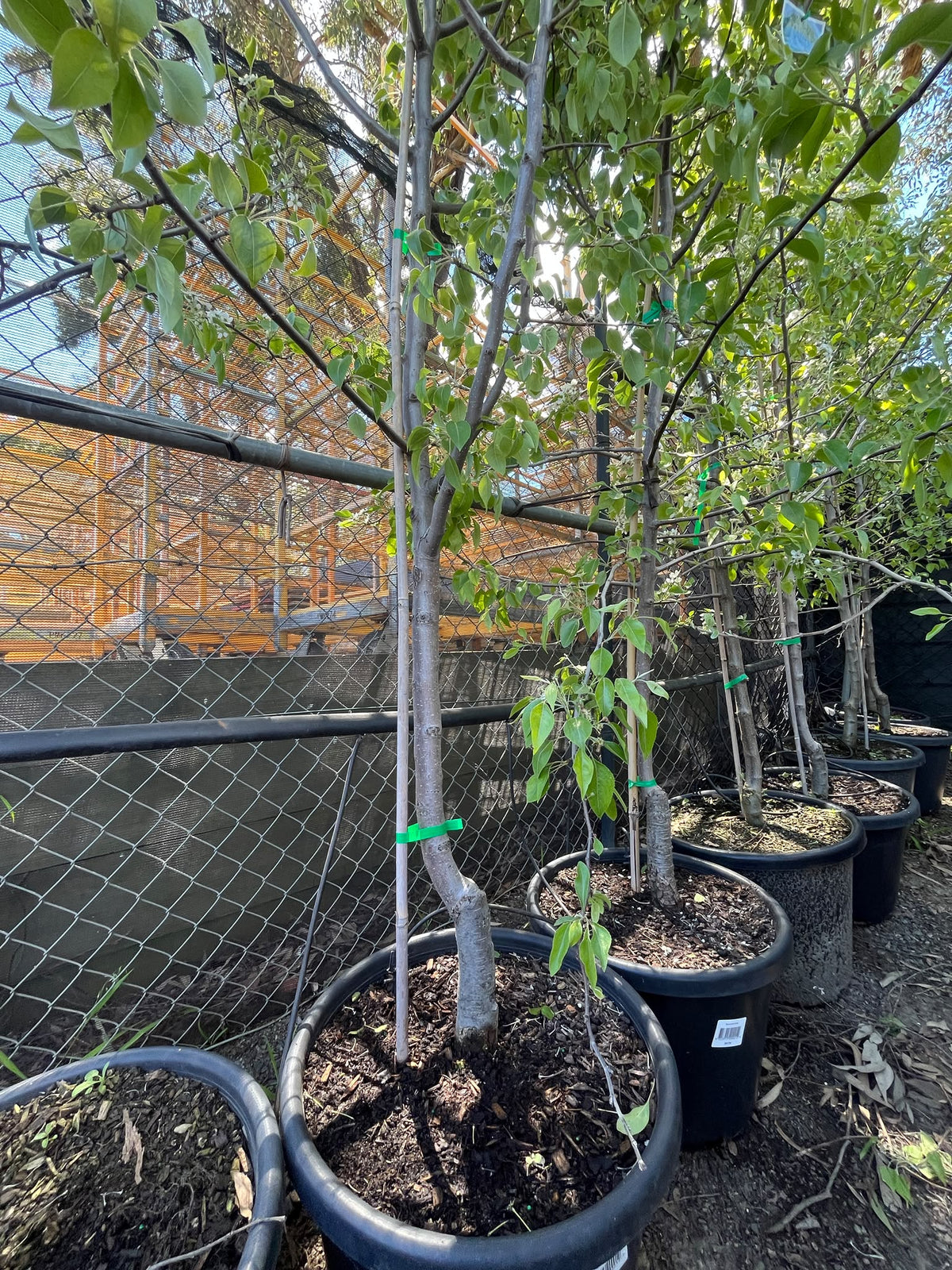 PL0174 Snow Pear, Pyrus nivalis, 雪梨, 40 cm Pot